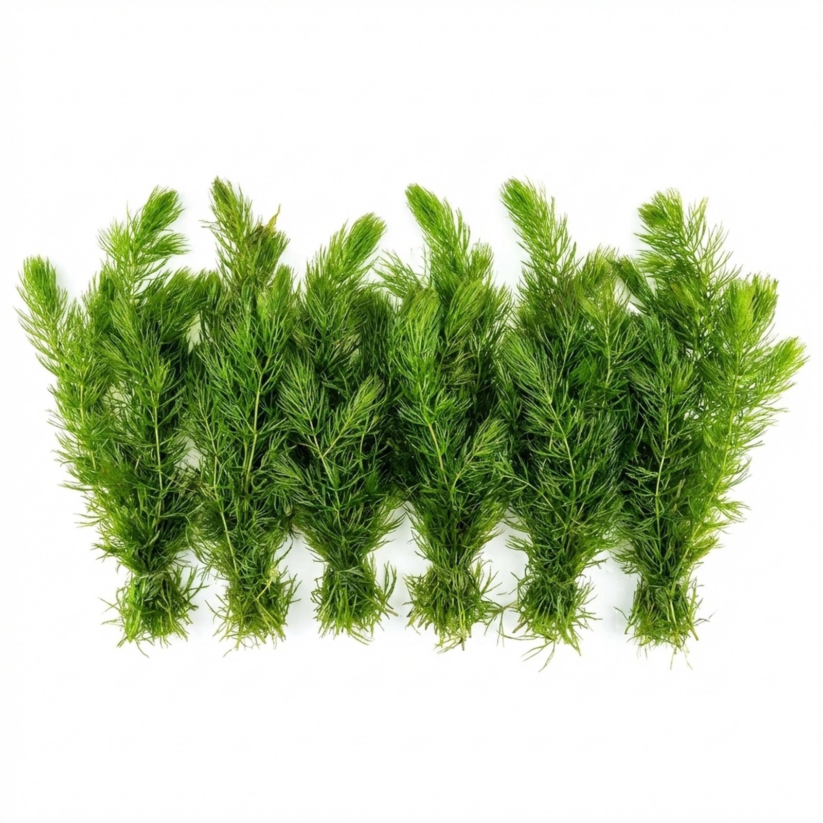 6 Hornwort Bunches Live Aquarium Plants BUY 2 GET 1 FREE