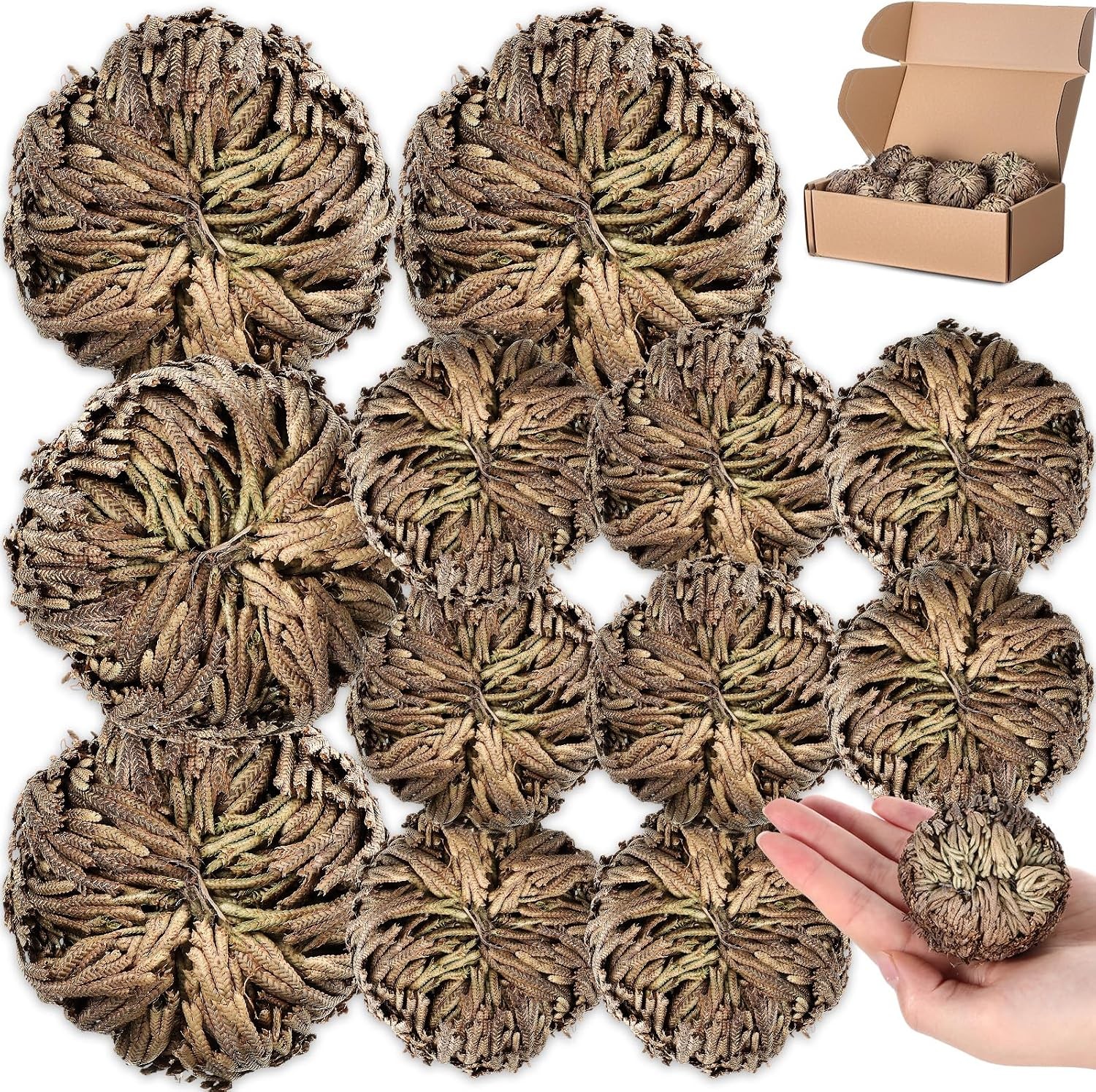 12 Pack Large Rose of Jericho Resurrection Plants for Home Decor 12 Pack Large Rose of Jericho Resurrection Plants for Home Decor