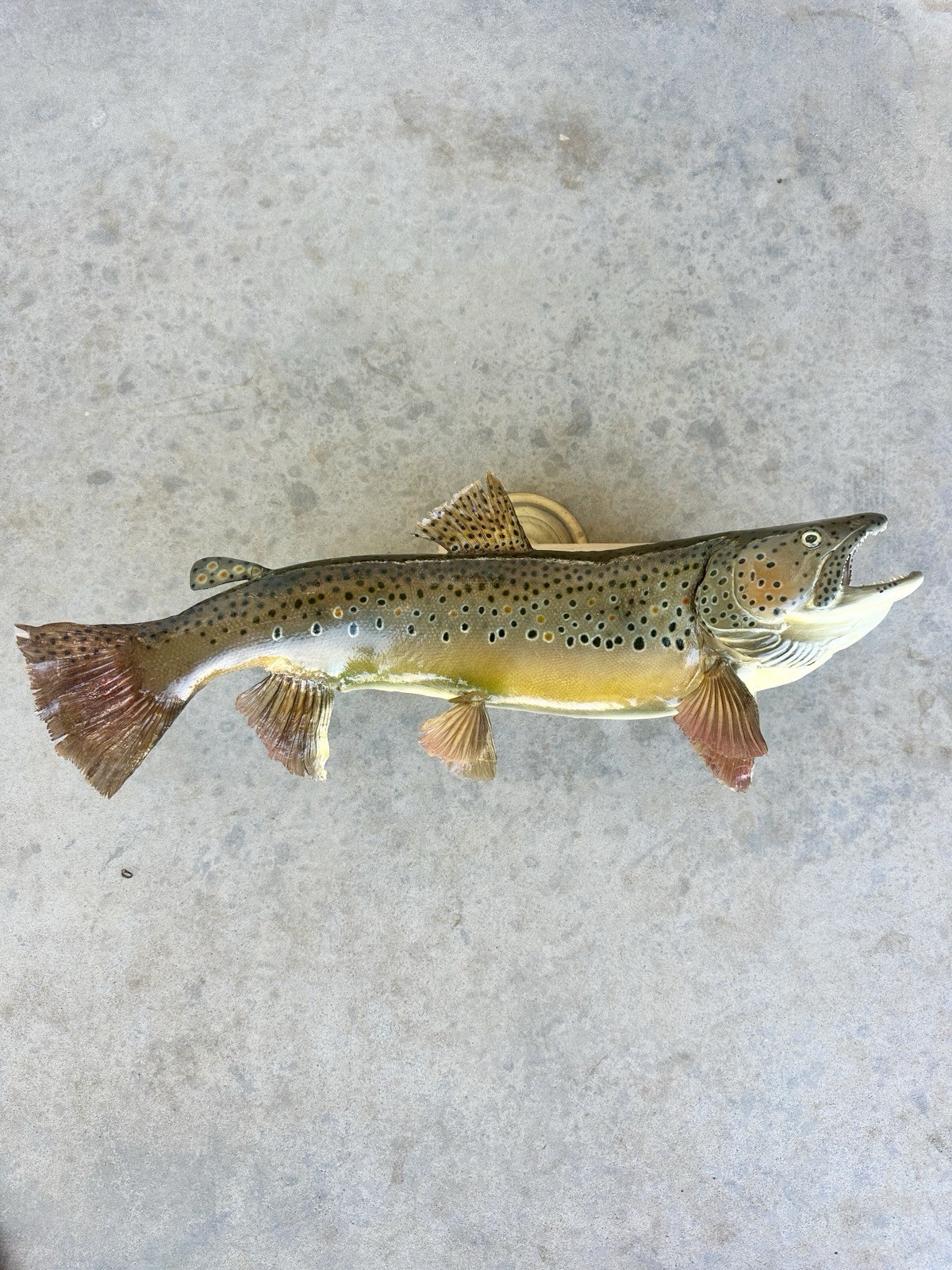 Vintage 1970s 7lb Brown Trout Taxidermy Fish Mount 22” Real Skin Decor