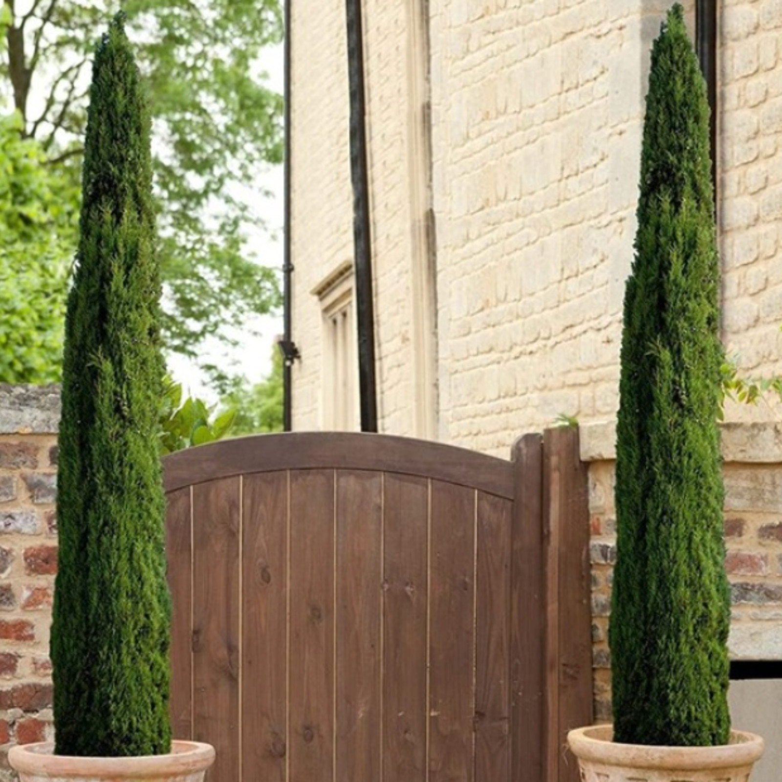 🌲✨  Rare Tiny Tower Italian Cypress–Compact Evergreen Columnar Tree🌿Live Plant