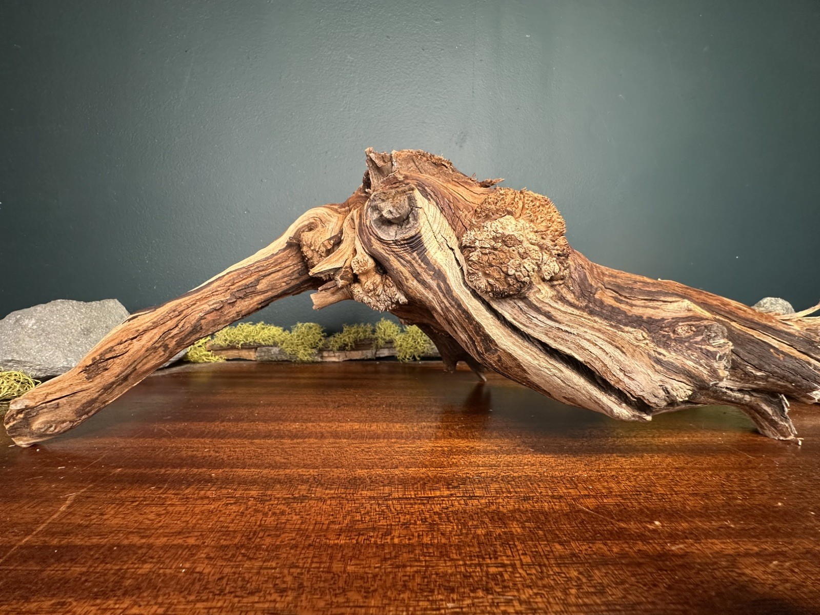 17” Manzanita Driftwood Branch, Aquarium, Terrarium, Aquascape,Home Decor