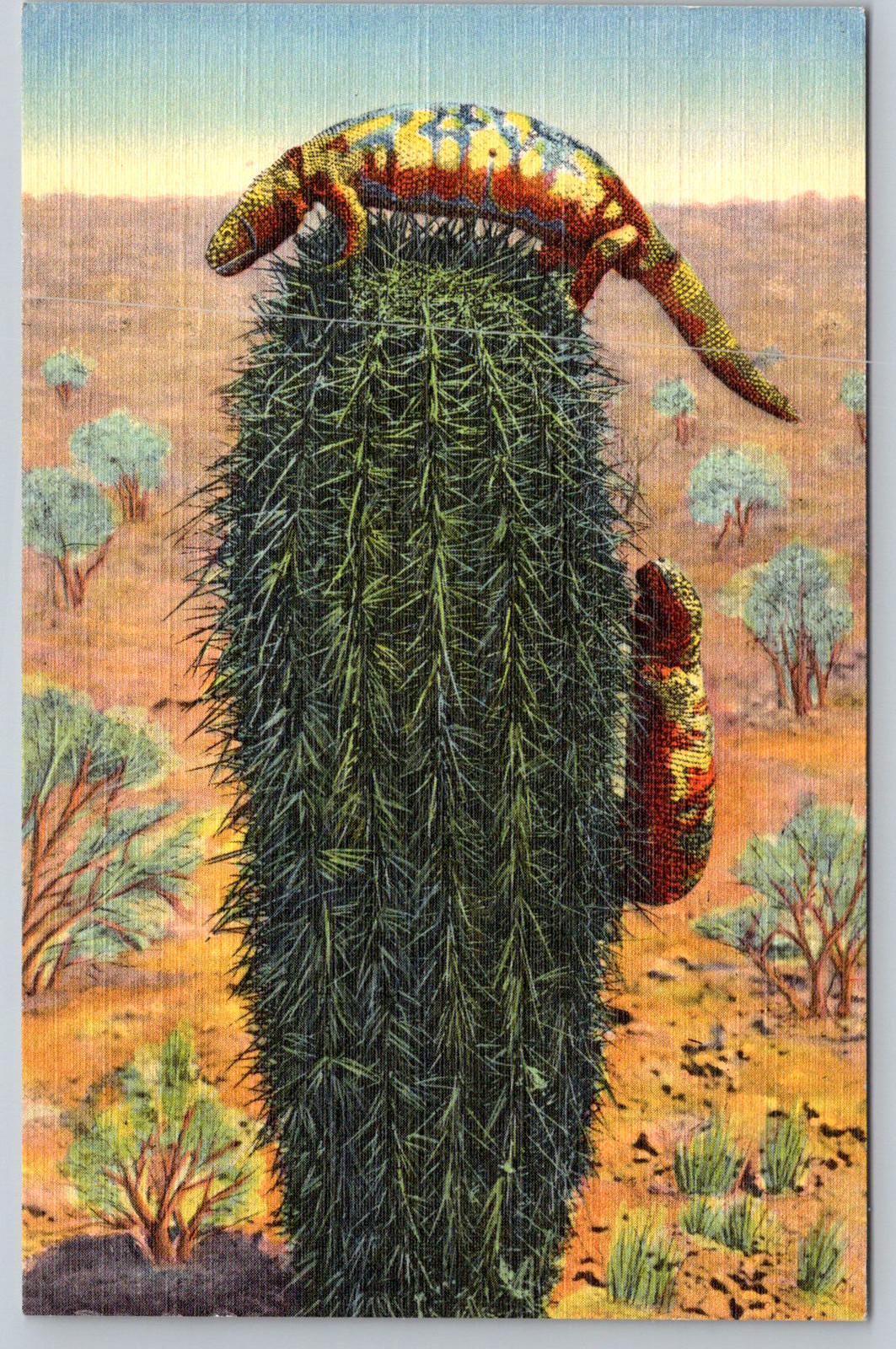 c1940s Gila Monster Albuquerque NM Desert Reptile Vintage Postcard