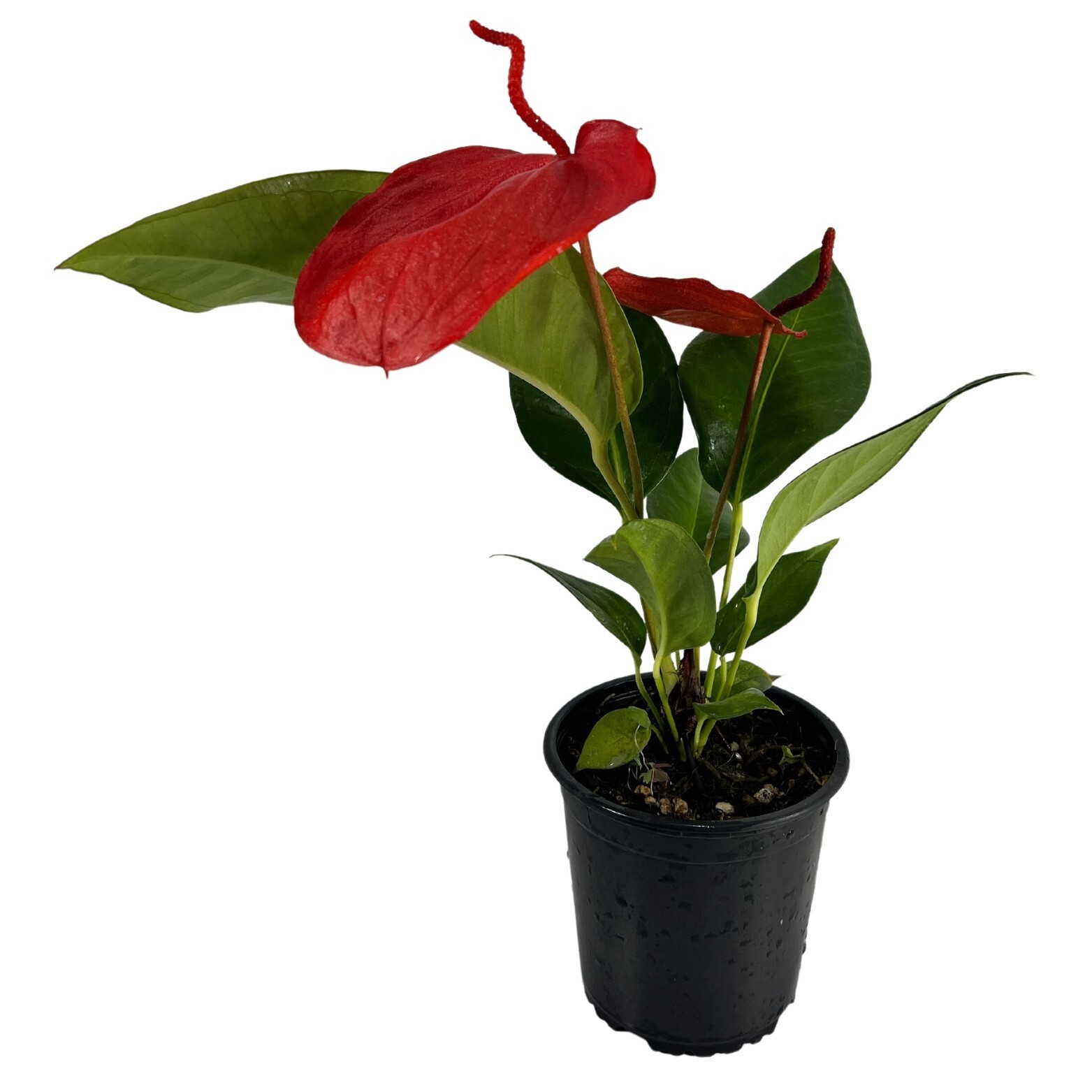 Anthurium Scherzerianum Dark Pink, Ideal Gift for Plant Lovers Flowering Plant Anthurium Scherzerianum Dark Pink, Ideal Gift for Plant Lovers Flowering Plant