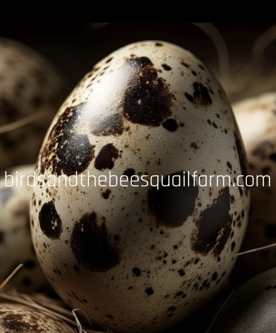 2 Dozen + 1 Dozen Free I , Jumbo Coturnix Hatching Eggs . NPIP / AI CLEAN..
