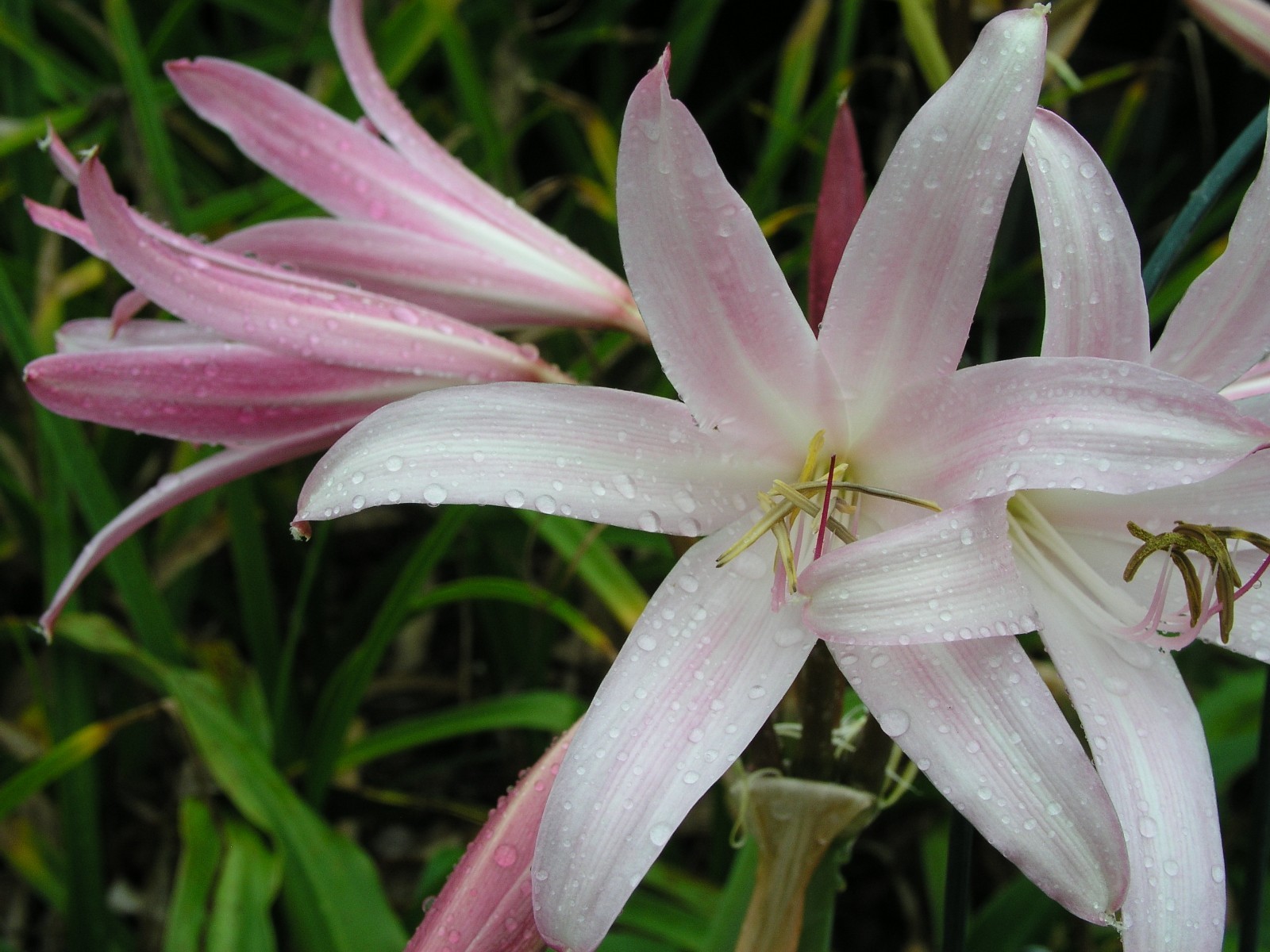 Crinum Lily, Jubilee, Large, blooming-size bulb, very fragrant 50% off