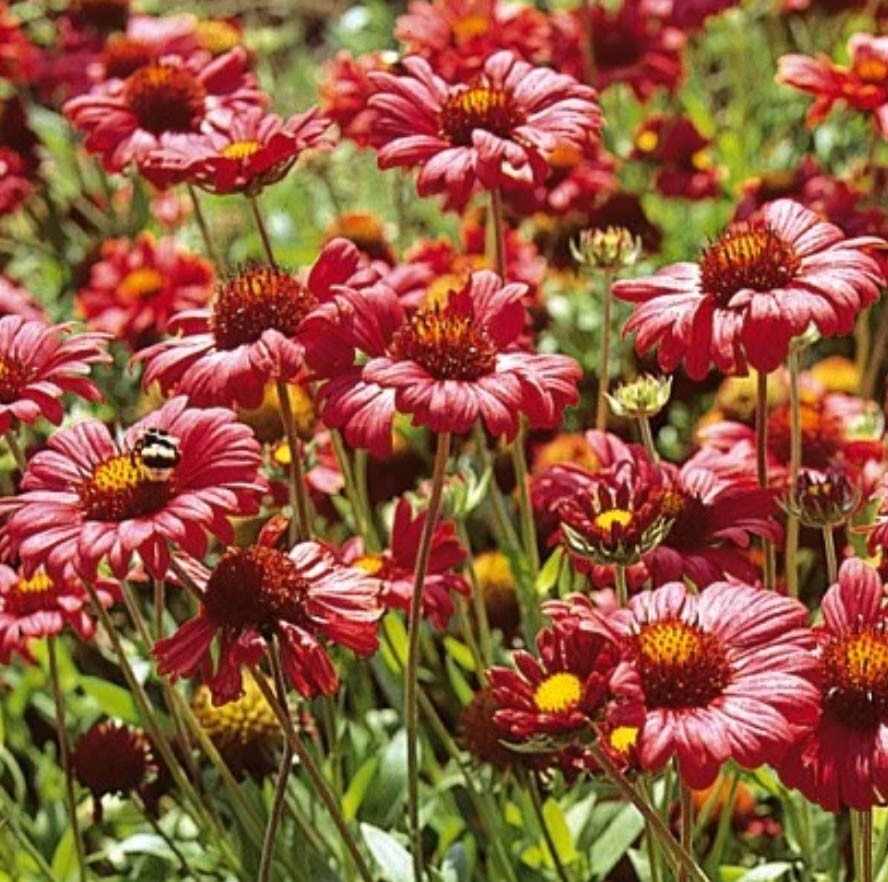 BLANKET FLOWER BURGUNDY Red Flowers Perennial Gaillardia Native NonGMO 100 Seeds BLANKET FLOWER BURGUNDY Red Flowers Perennial Gaillardia Native NonGMO 100 Seeds