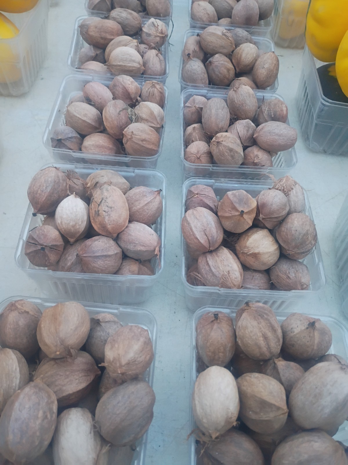12 Lbs Shagbark Hickory Nuts 2026 Southern Illinois 12 Lbs Shagbark Hickory Nuts 2026 Southern Illinois