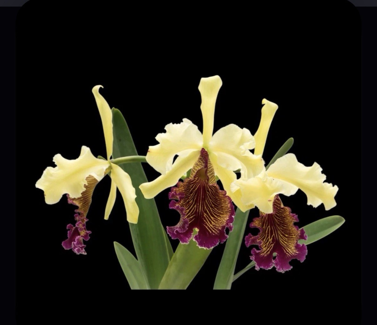 Cattleya dowiana f. aurea Excellente X Self Orchid Species 2” Compot 5+ Seedling