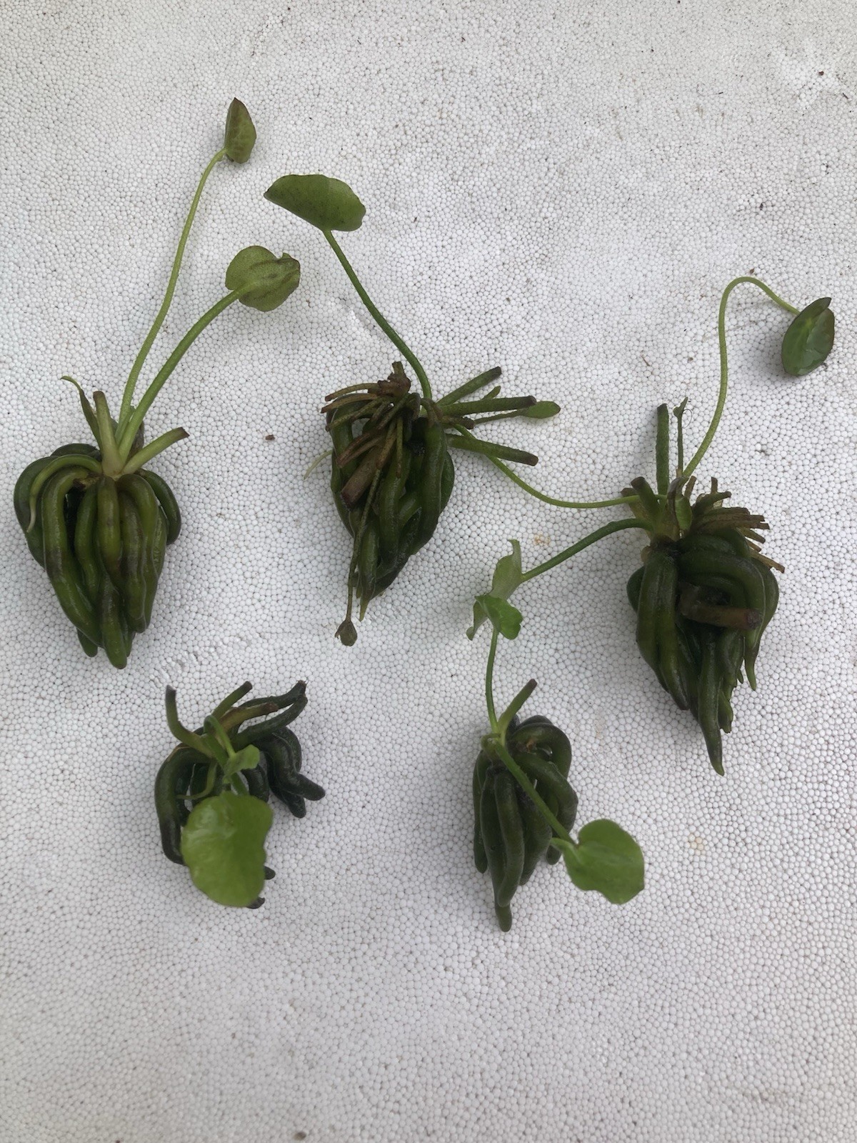 Med-Lg Banana Plants  Lot Of 5   (Nymphoides Aquatica)
