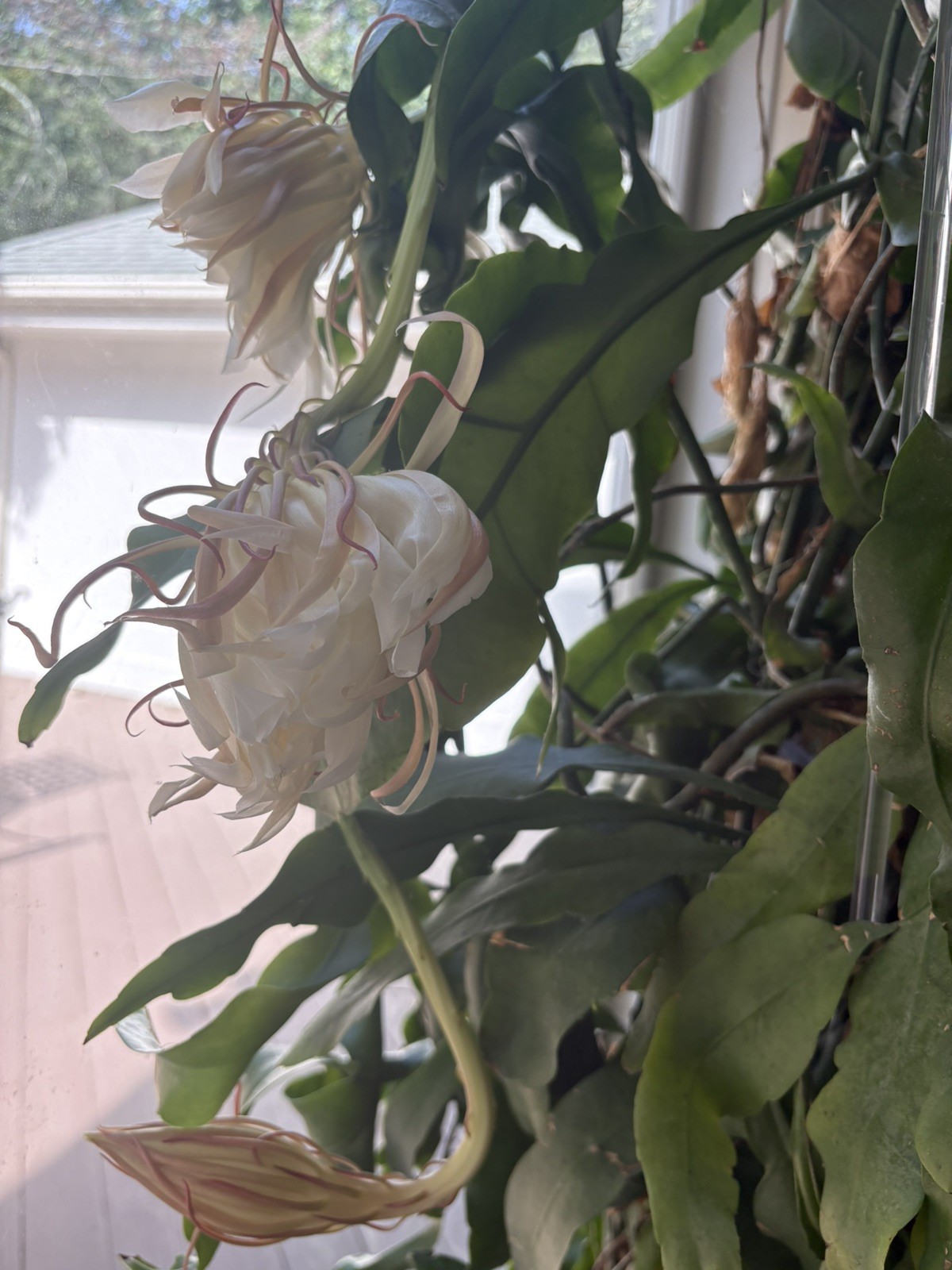 3 Pieces Dried Epiphyllum Oxypetalum AKA Queen Of The Night/Tan Hua/Brahma Kamal