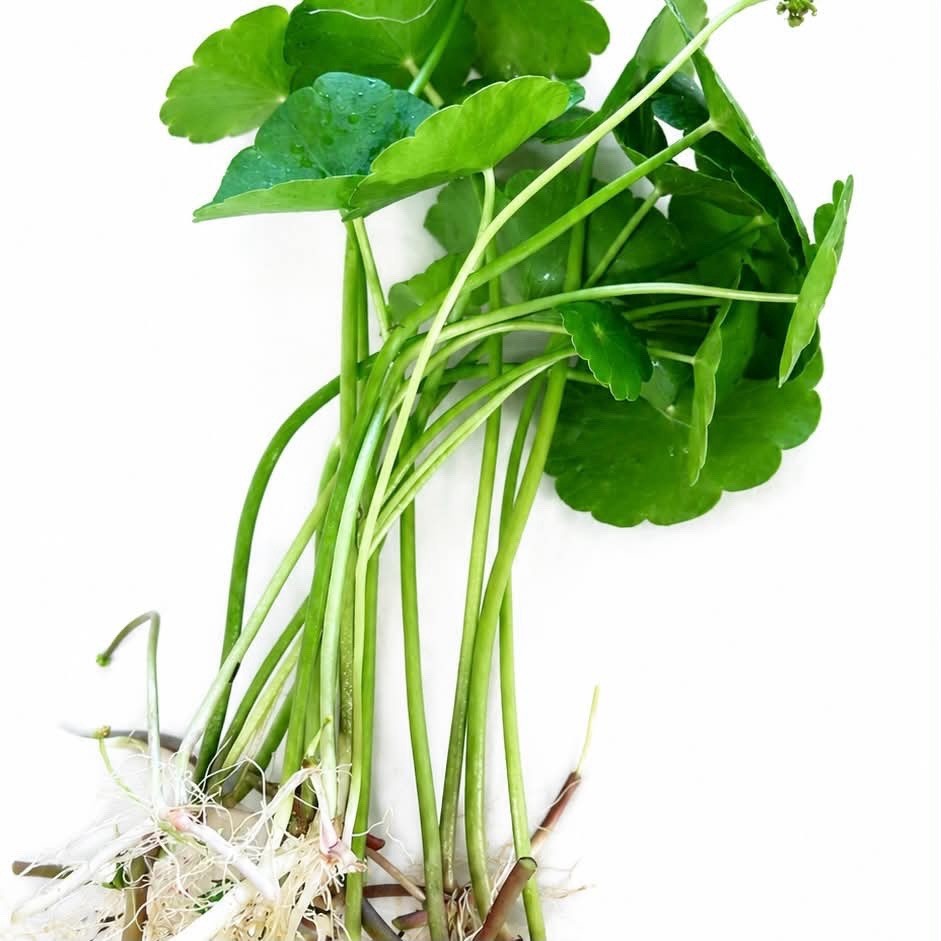 6 Plants  Live Brazilian Pennywort  Easy Aquarium For Beginner BUY 2 GET 1 FREE
