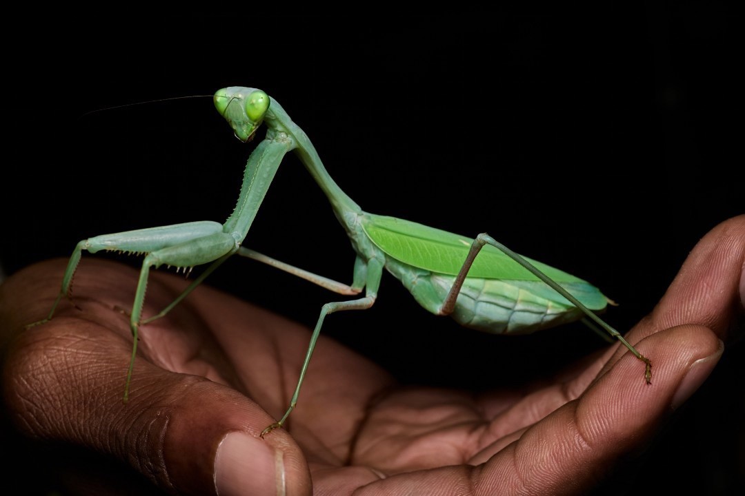 Giant Asian Mantis ( Hierodula membranacea ) Nymph L4-L5 Care Guide Included Giant Asian Mantis ( Hierodula membranacea ) Nymph L4-L5 Care Guide Included
