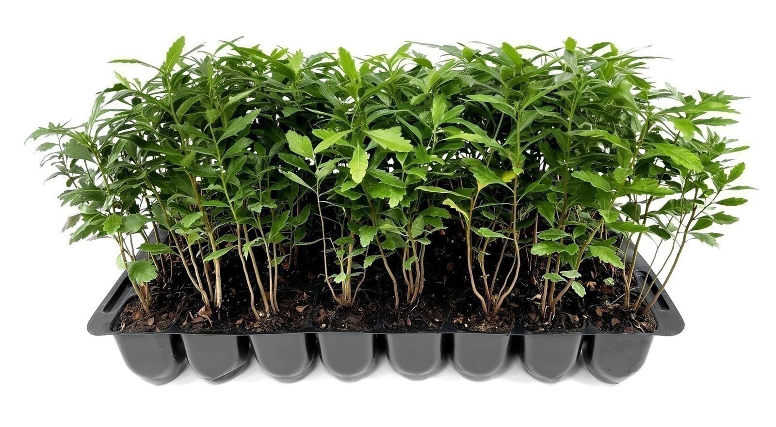 Wax Myrtle | 2 Inch | Live Plants | Myrica Cerifera | Fast Growing Evergreen