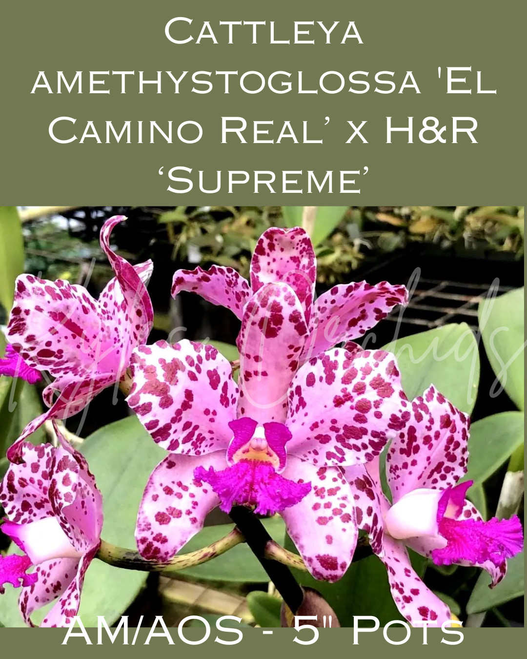 Cattleya amethystoglossa El Camino X H&R Supreme, True Species 5” Pot, BS Cattleya amethystoglossa El Camino X H&R Supreme, True Species 5” Pot, BS