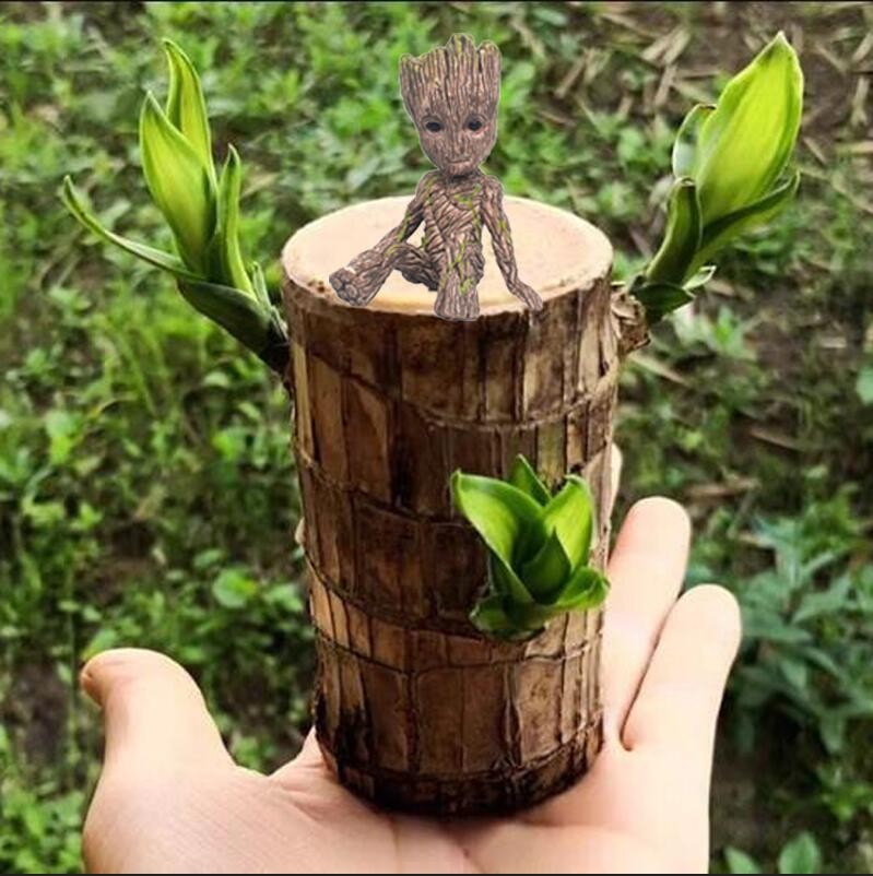 Brazilian Wood plant, Indoor Office Desktop Plant, mini Brazil Lucky Wood Decor Brazilian Wood plant, Indoor Office Desktop Plant, mini Brazil Lucky Wood Decor