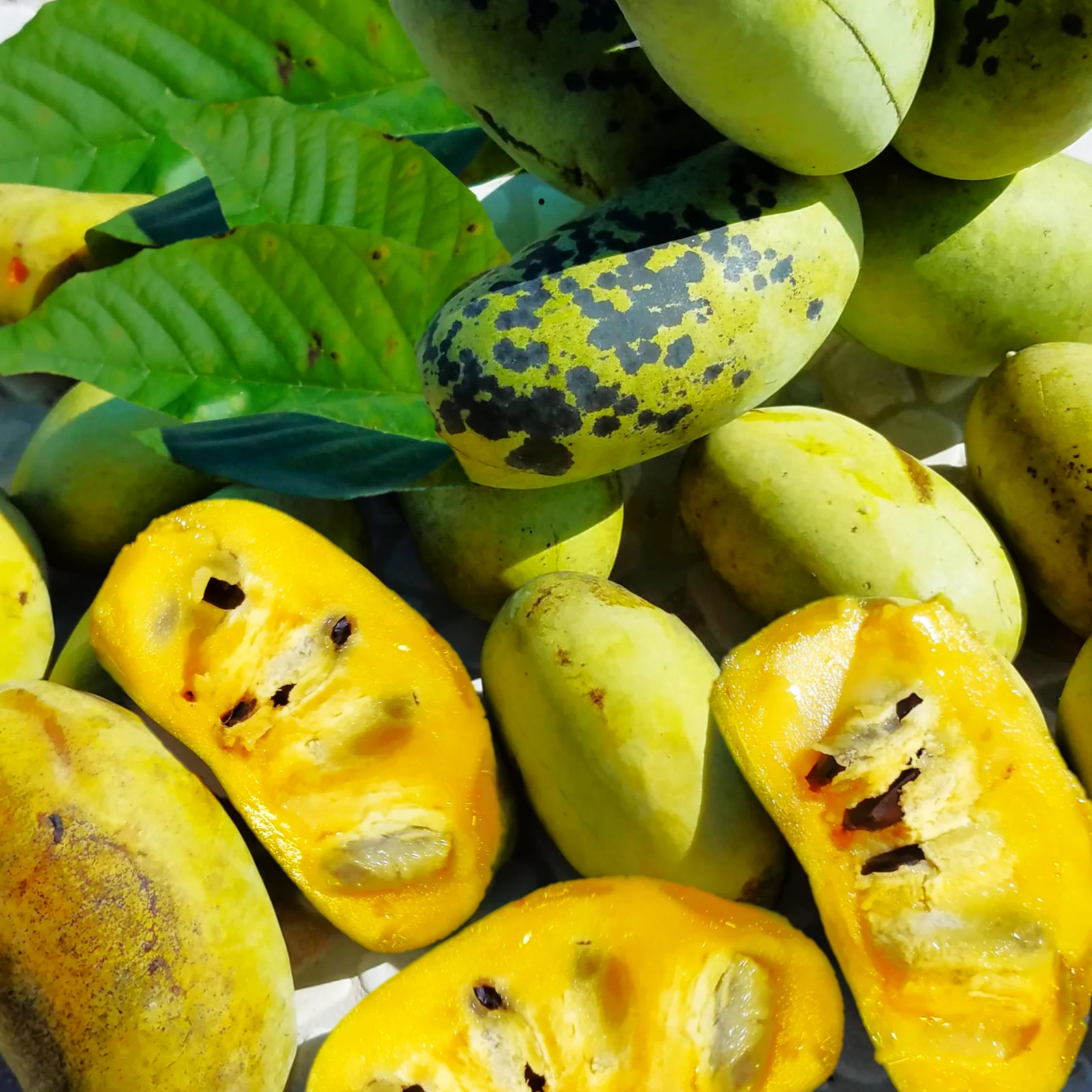 Paw Paw Tree Seeds - For 2026 Planting Asimina Triloba North American Custard