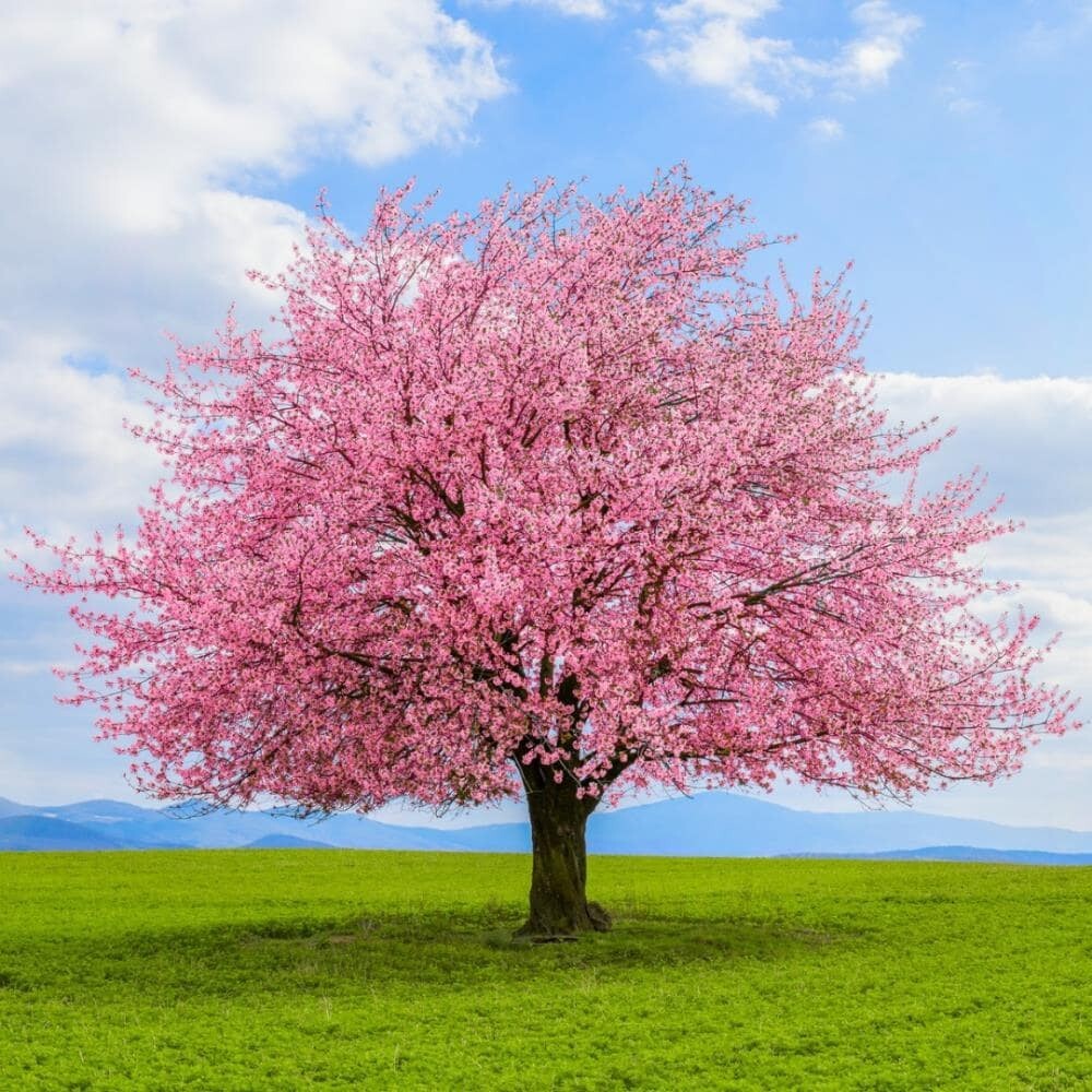 10 fresh cuttings of Japanese Kwanzan Cherry Blossom tree, 8-10 inches, no roots