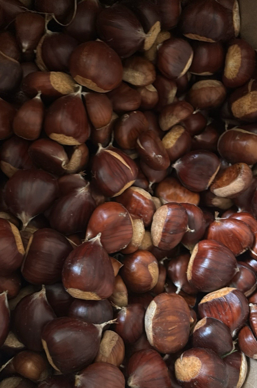 5 lbs Fresh Chestnuts -USA / FAST Gathered Daily No pesticides 5 lbs Fresh Chestnuts -USA / FAST Gathered Daily No pesticides
