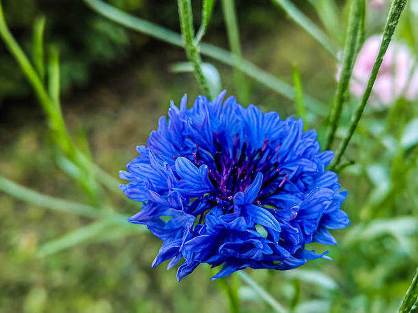 250 DWARF BLUE BACHELOR BUTTTON CORNFLOWER SEEDS | 2026 SALE NON GMO HEIRLOOM
