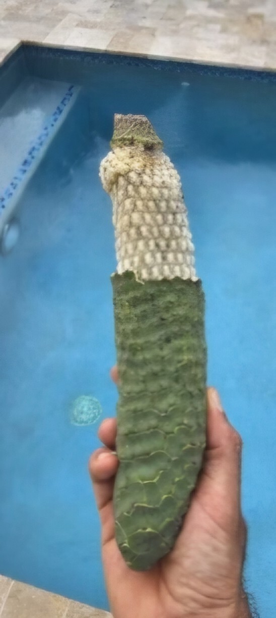 Rare Organic Monstera delisiosa FRUIT Rare Organic Monstera delisiosa FRUIT