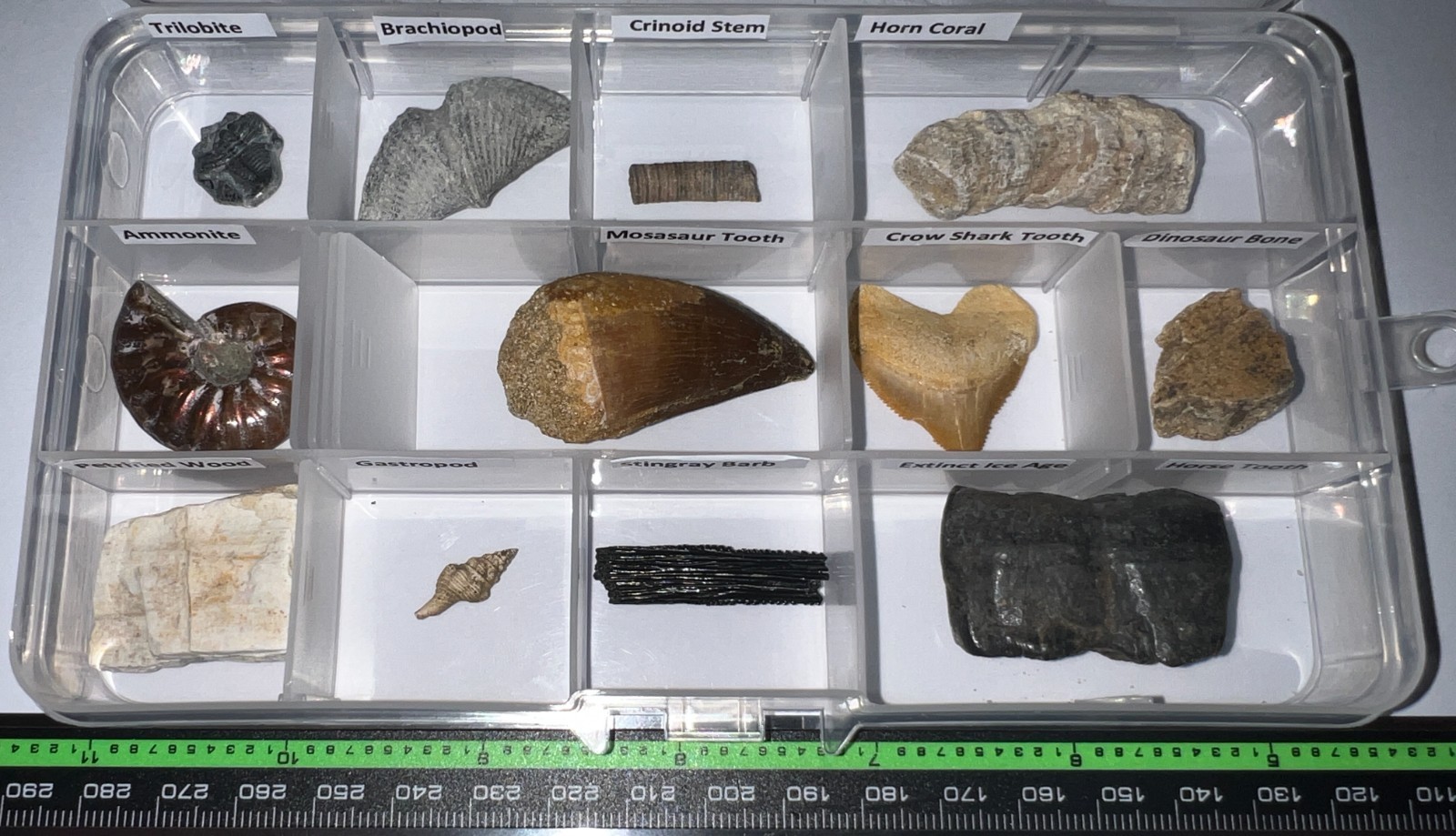 Labeled 12 REAL Fossil Lot Collection MOSASAUR, DINOSAUR, ICE AGE, SHARK TOOTH