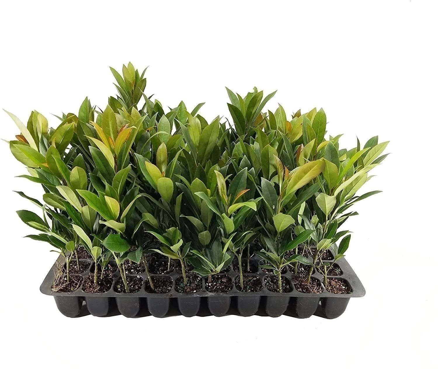 Japanese Blueberry | 2 Inch | Elaeocarpus decipiens | Low Maintenance | Hardy