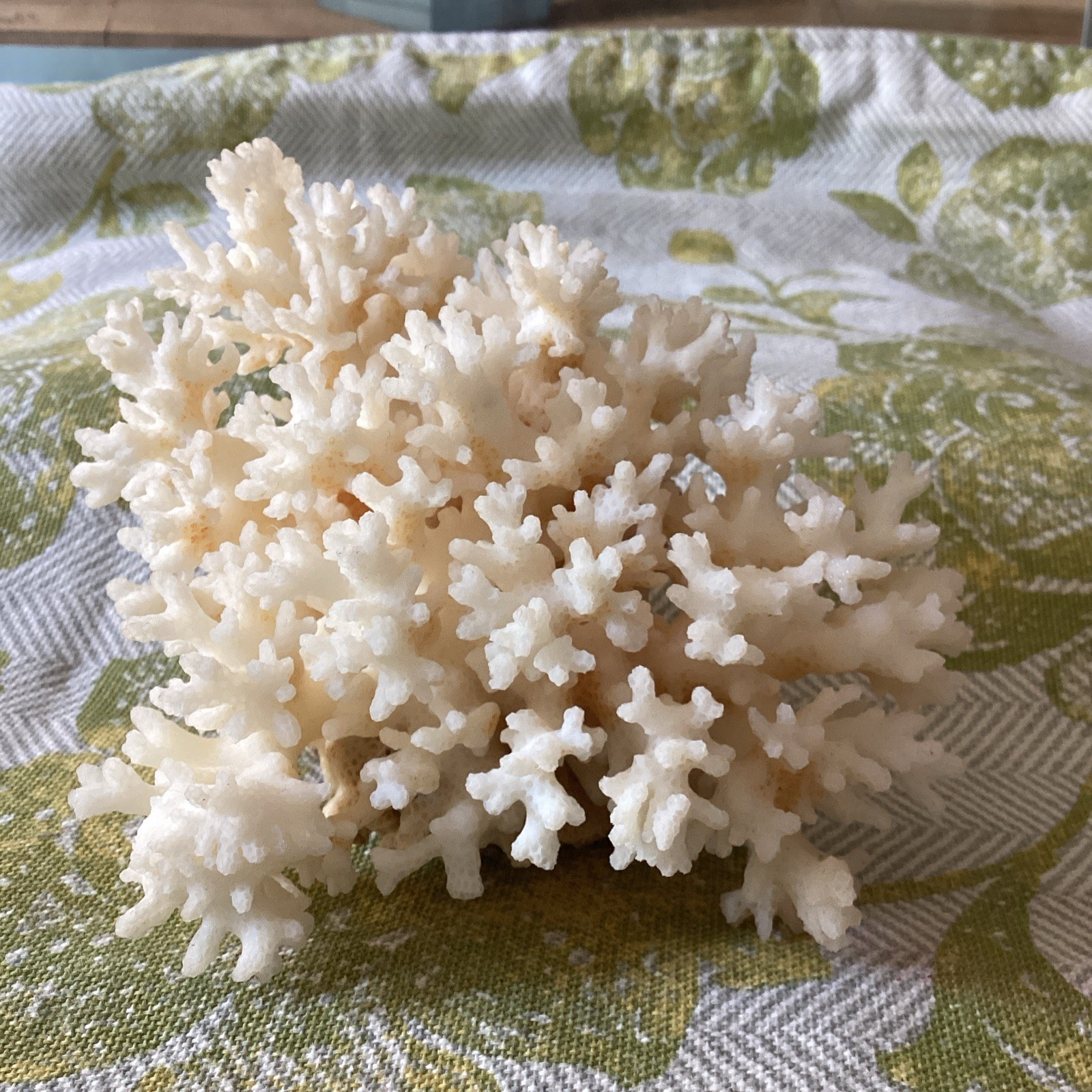 Natural White Authentic Coral Reef cluster