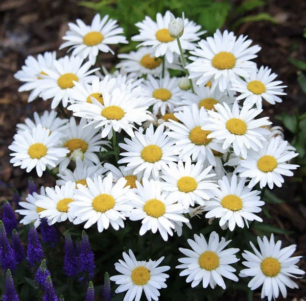 500 ALASKA SHASTA DAISY SEEDS (Chrysanthemum maximum) - Perennial Garden