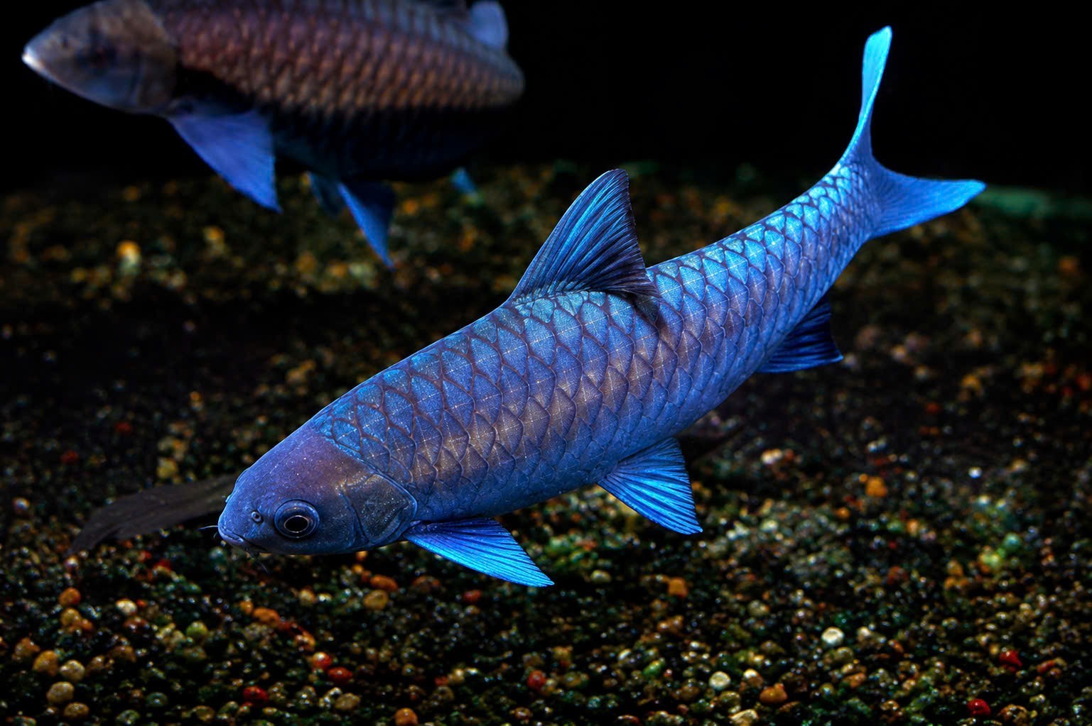 LIVE TROPICAL Fish-WILD Thai Blue Mahseer (Neolissochilus Stracheyi)  2\