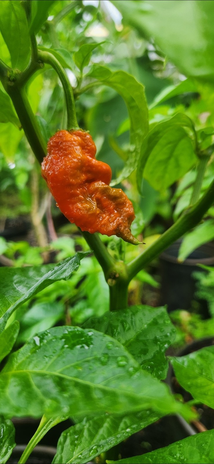 Super Hot Ghost Scorpion Pepper Seeds 10+ Super Hot Ghost Scorpion Pepper Seeds 10+