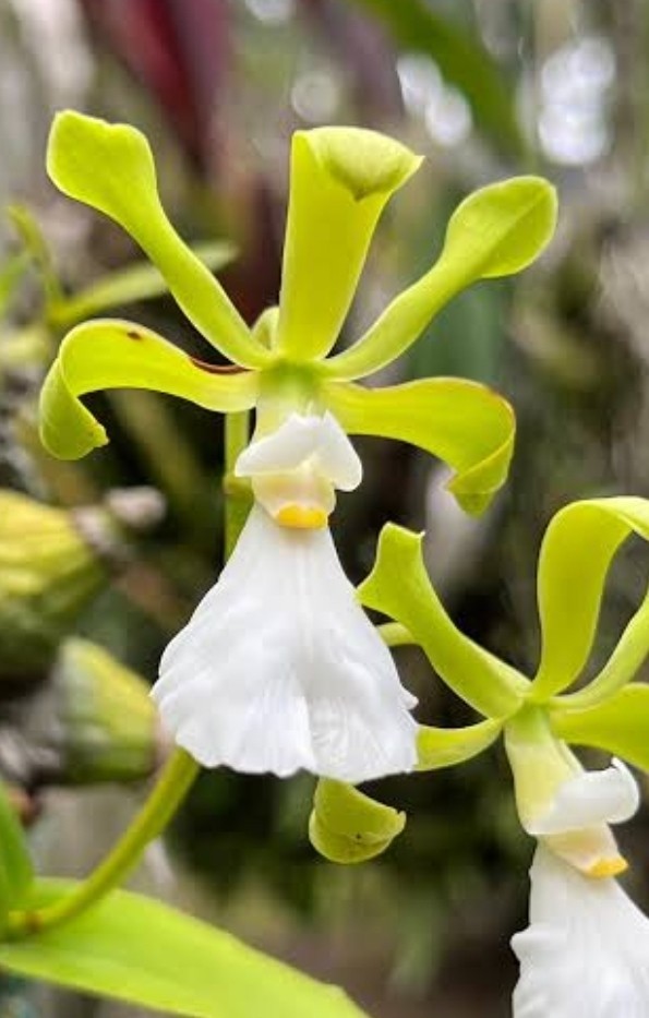 Encyclia cordigeria alba Starting To Spike Extremely Fragrant Flowers Encyclia cordigeria alba Starting To Spike Extremely Fragrant Flowers