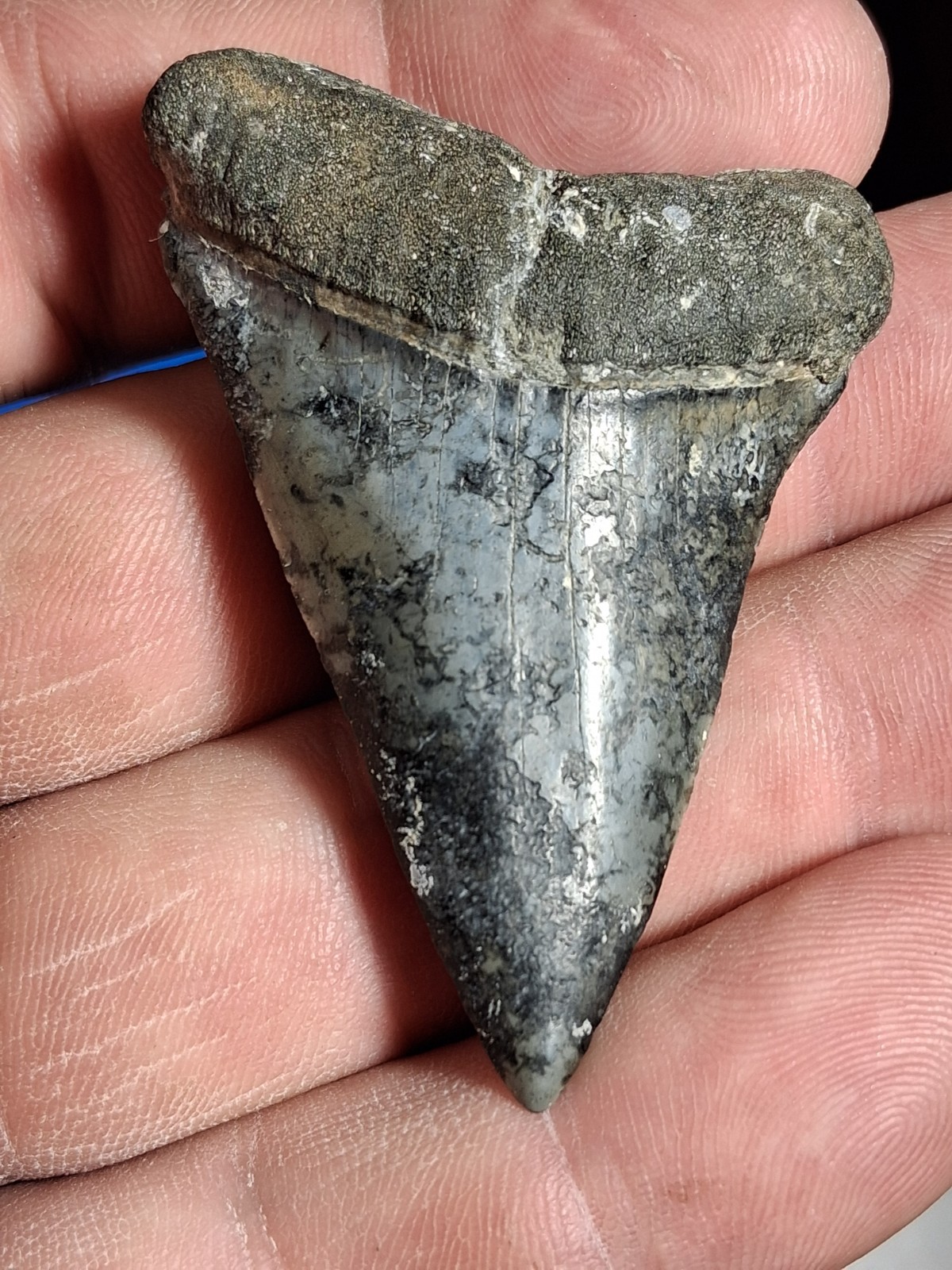 Large And Colorful Hastalis Mako Fossil Sharks Tooth Large And Colorful Hastalis Mako Fossil Sharks Tooth
