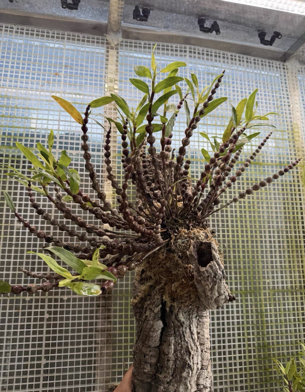 Dendrobium rindjaniense J.J.Sm Rare Indonesian Species Orchid Blooming Size