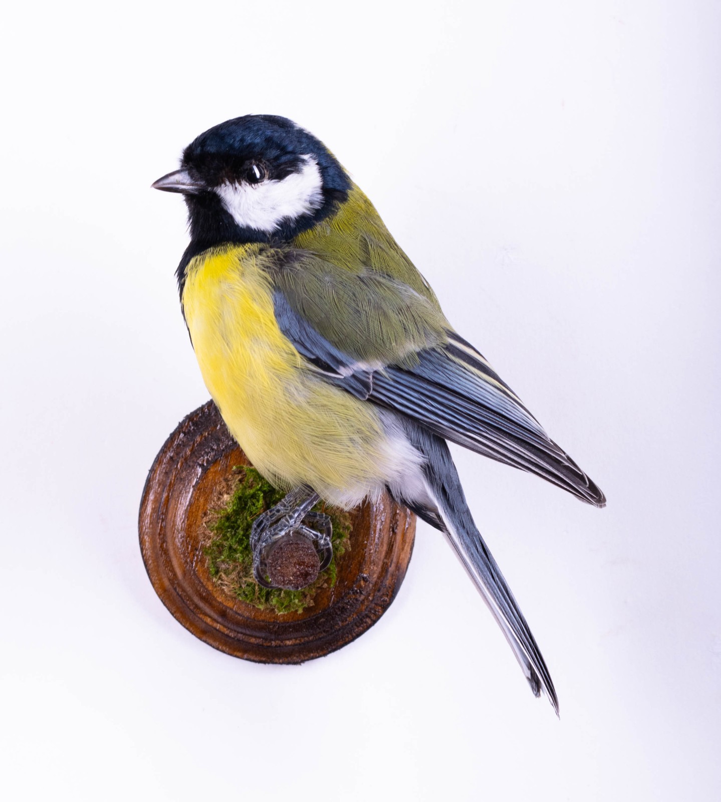 Taxidermy Bird Great Tit Wall mount Small Stuffed Animal Colorful Parus major