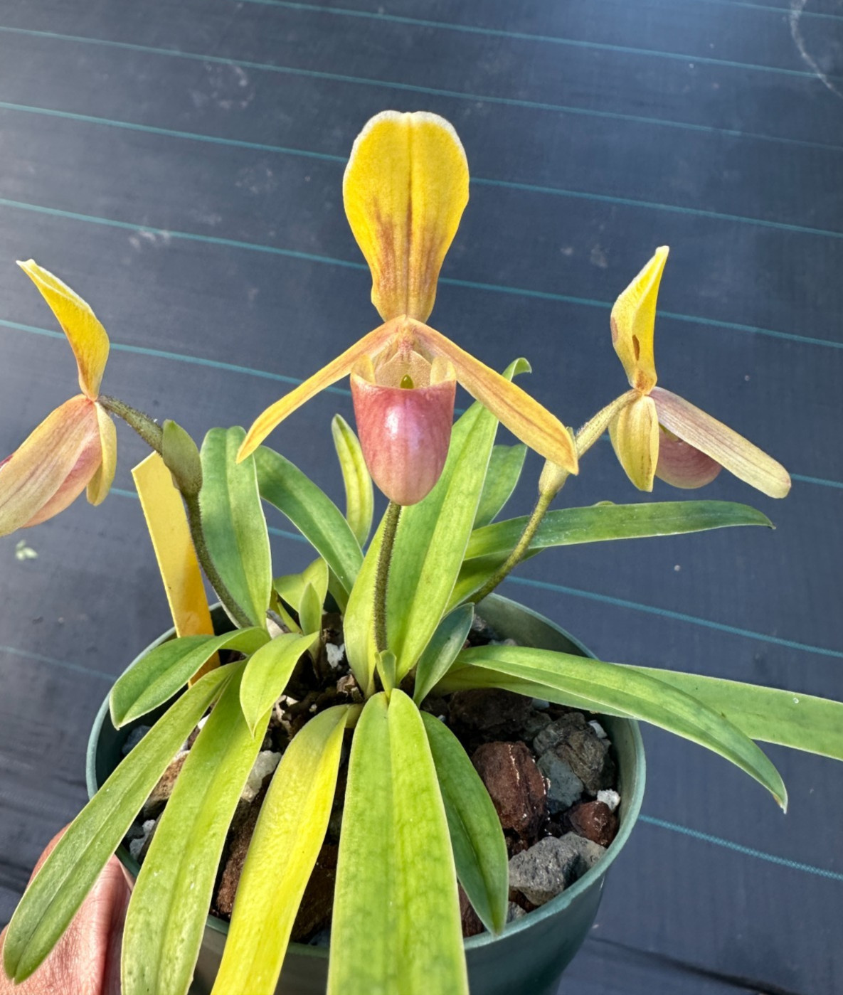 CUTE MINIATURE VIETNAM PAPH ORCHID SPECIES helenae IN FULL BLOOM