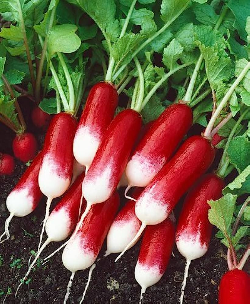 700+ FRENCH BREAKFAST RADISH SEEDS. FRESH FOR GARDENS