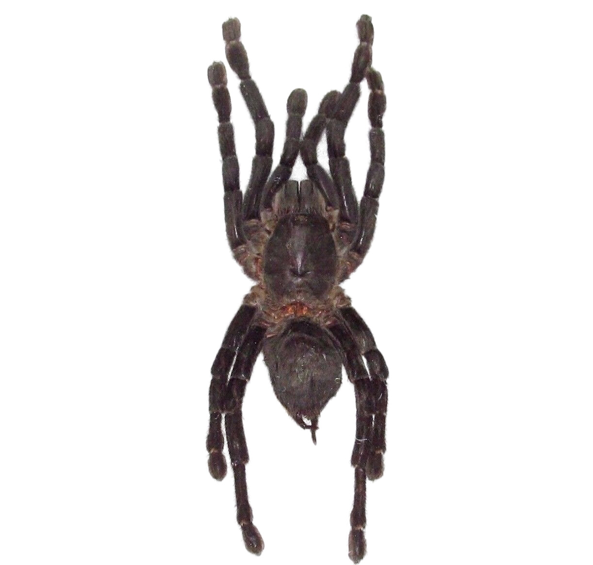 Haplopelma minax REAL TARANTULA SPIDER ARACHNID UNMOUNTED PACKAGED Haplopelma minax REAL TARANTULA SPIDER ARACHNID UNMOUNTED PACKAGED