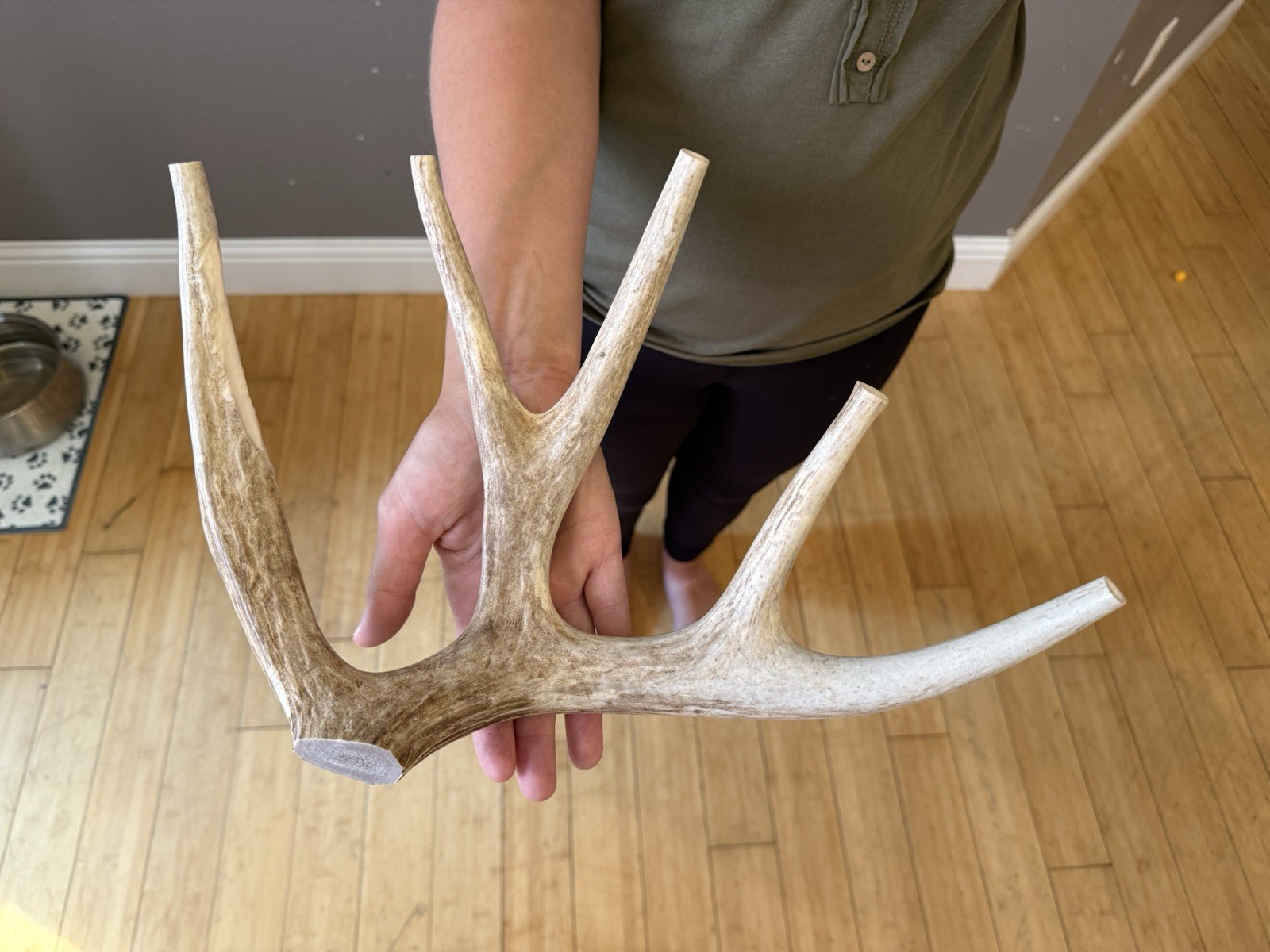 Huge COLOSSAL CHEWS Whole Deer Antler Dog Chew SALE #1 GRADE Massive Super Jumbo