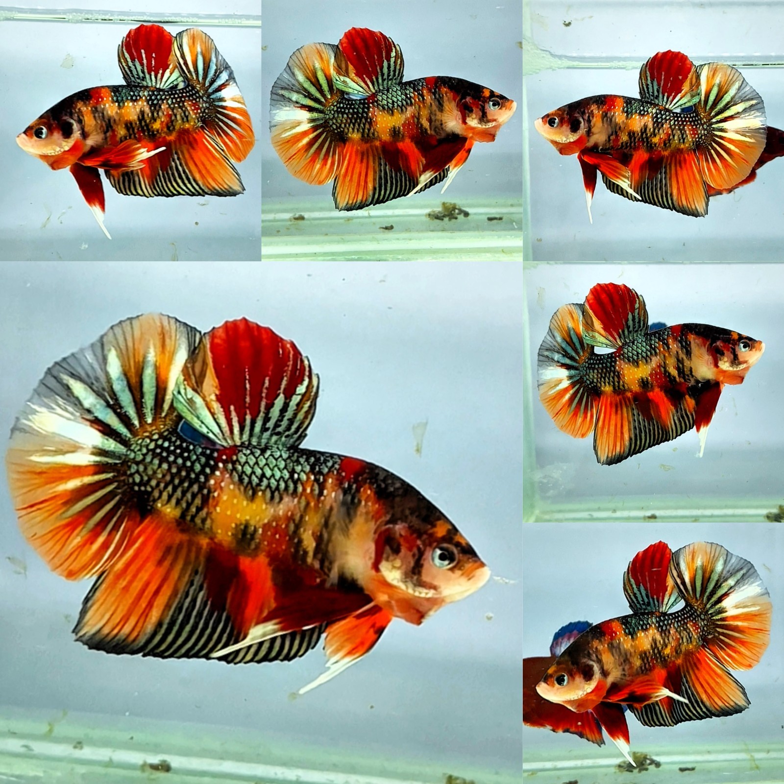 Live Betta Fish GIANT PLAKAT KING Male Grade Premium (AN) USA Seller 5cm body