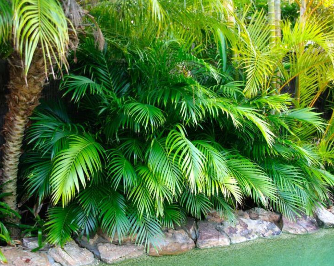 Combo of 2 Live Parlor Palm Plants, Indoor Houseplants, Easy Care Tropical Palm
