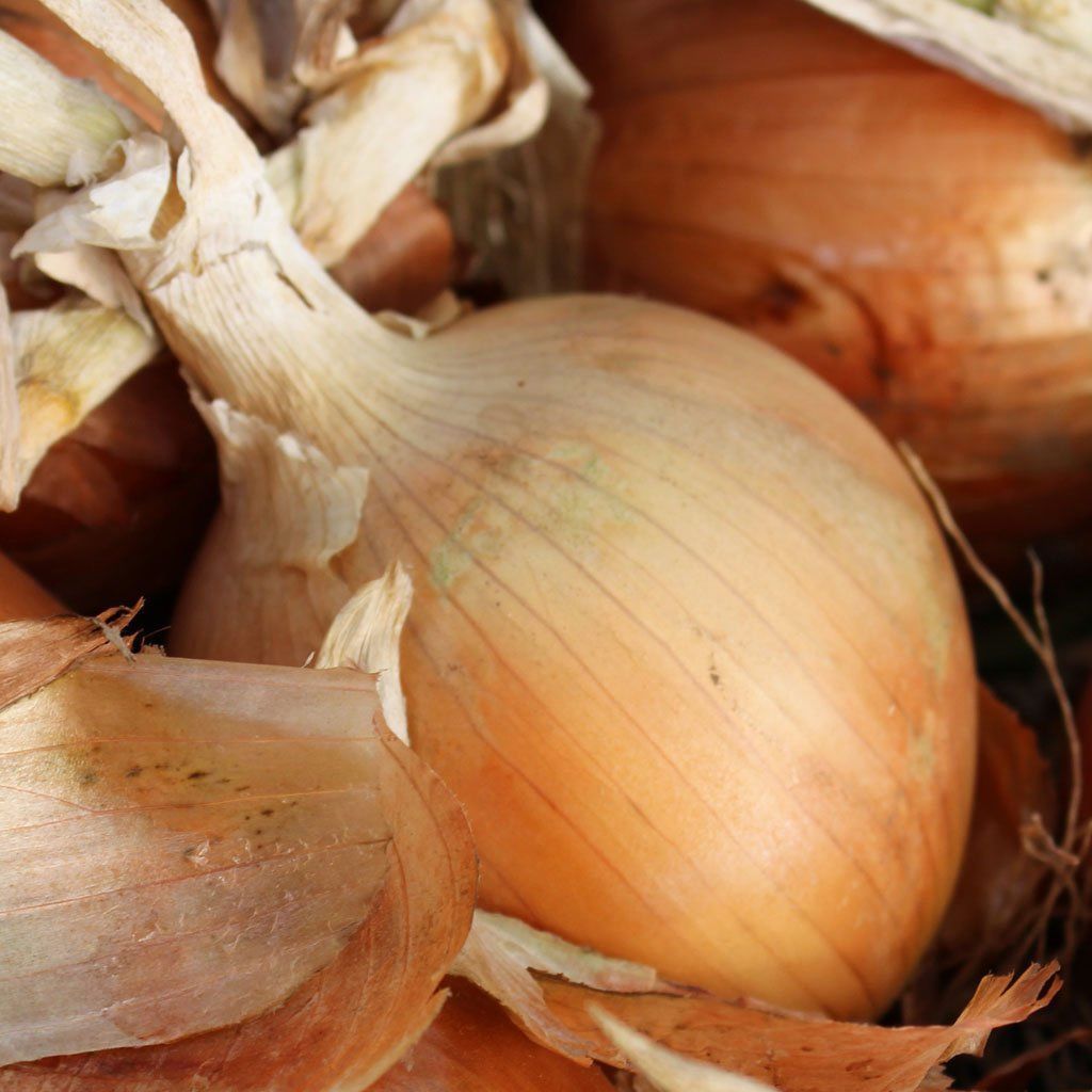 Texas Grano 502 Onion Seeds, NON-GMO, Early Grano, Short Day, 