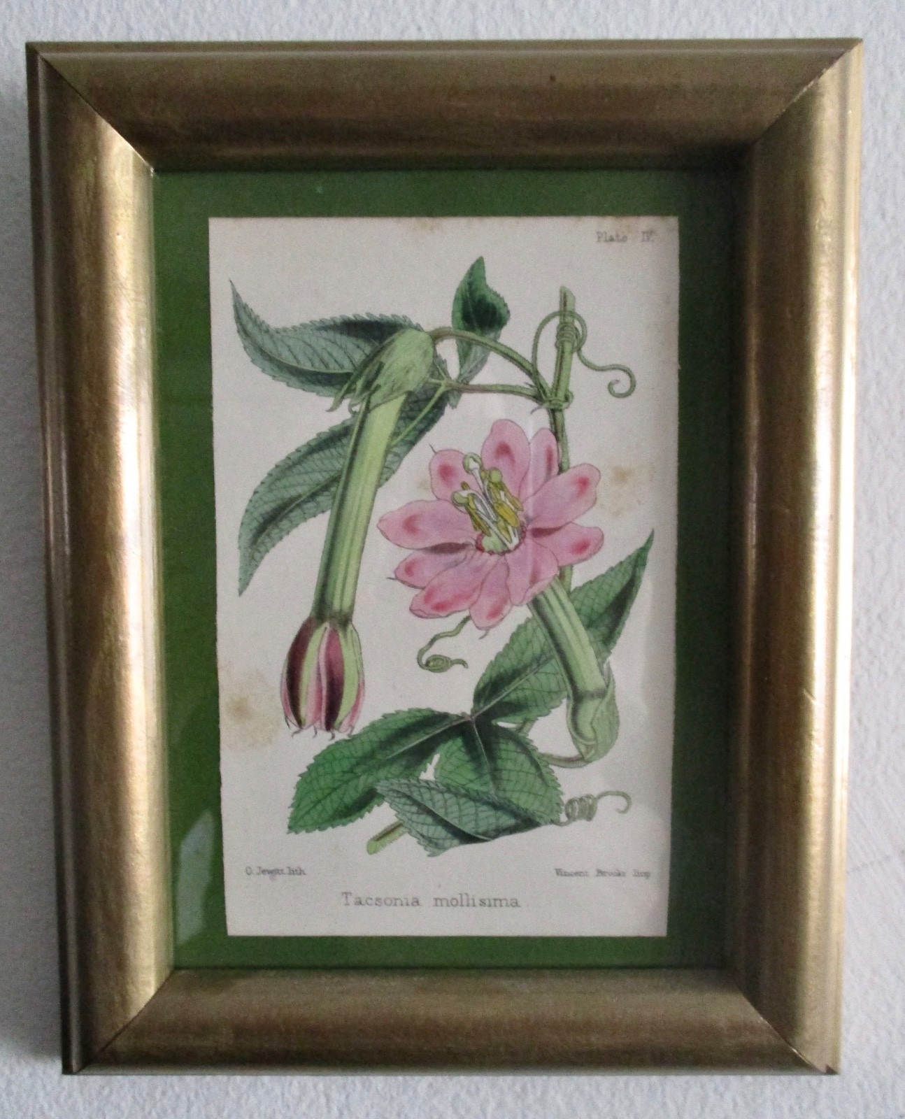 Antique Hand-Colored Original 19th Century Floral Lithograph