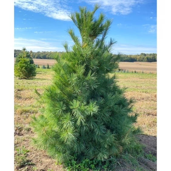 100 Pack White Pine Trees Pinus strobus 12-18in 2yr Bulk Lot