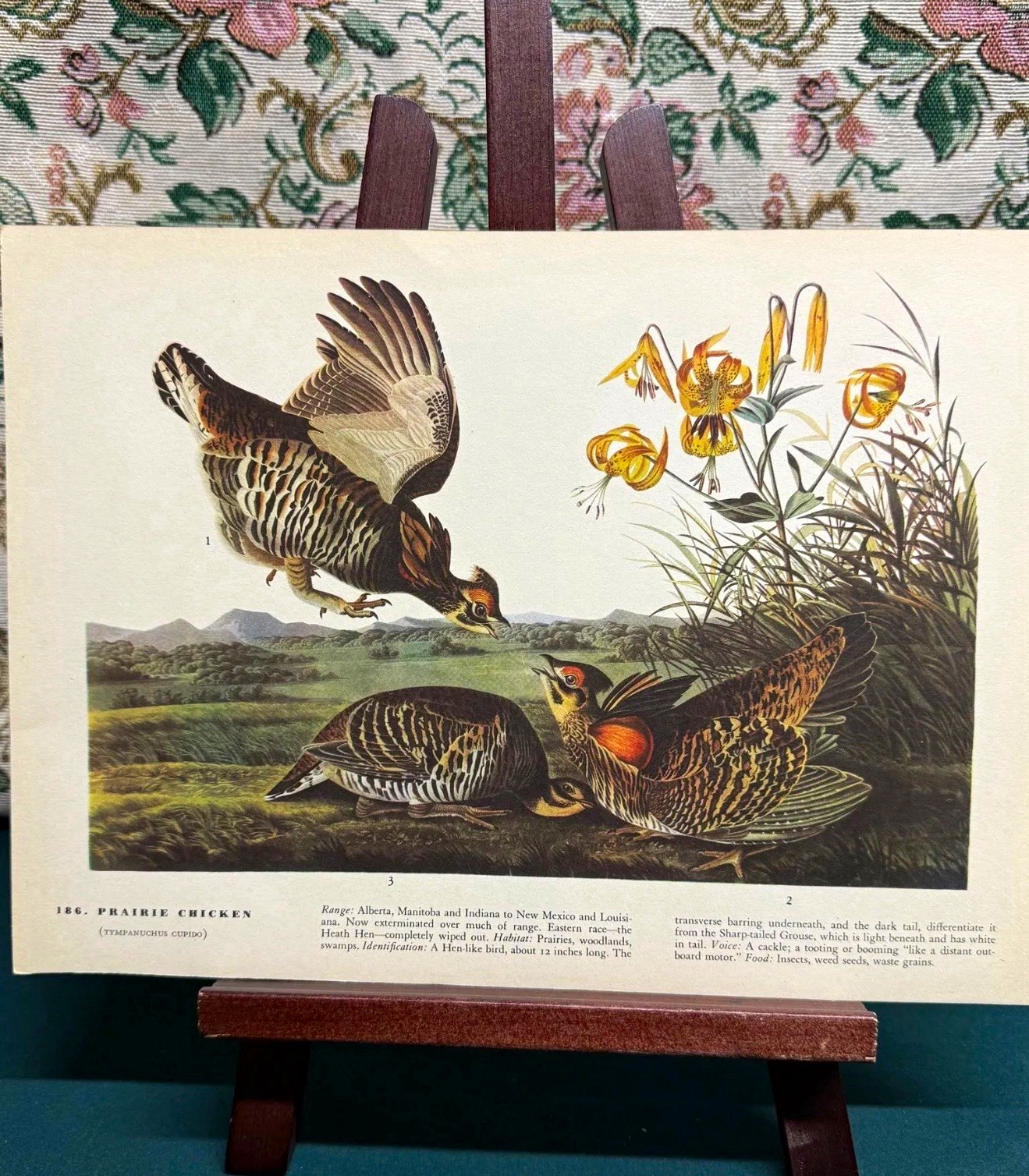 Vtg 1940s Birds of America Print - Prairie Chicken & Bachman’s Warbler Page