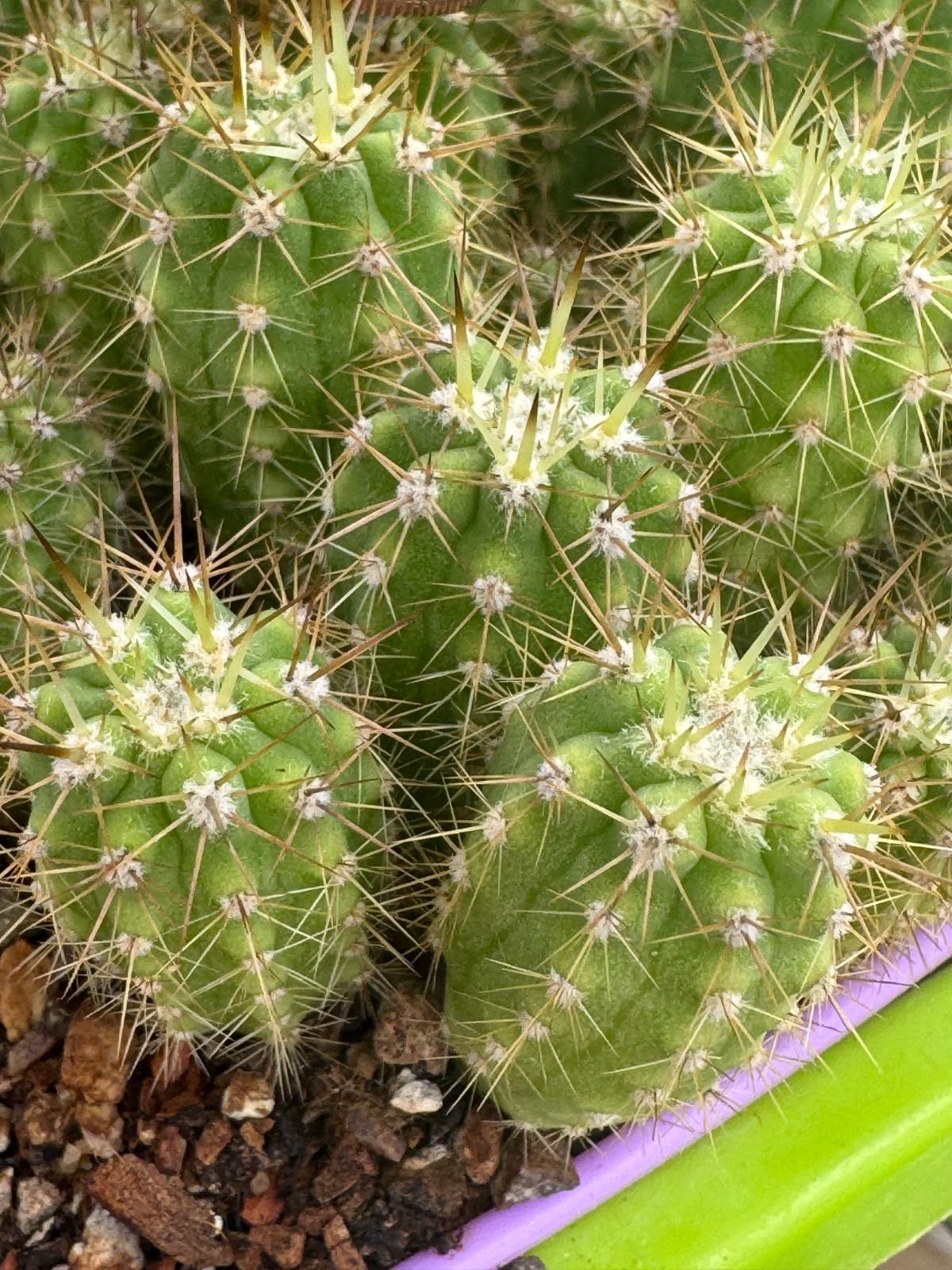 Echinopsis Chiloensis JN1363 Lot of 5 Seedlings Grafting Stock Chile