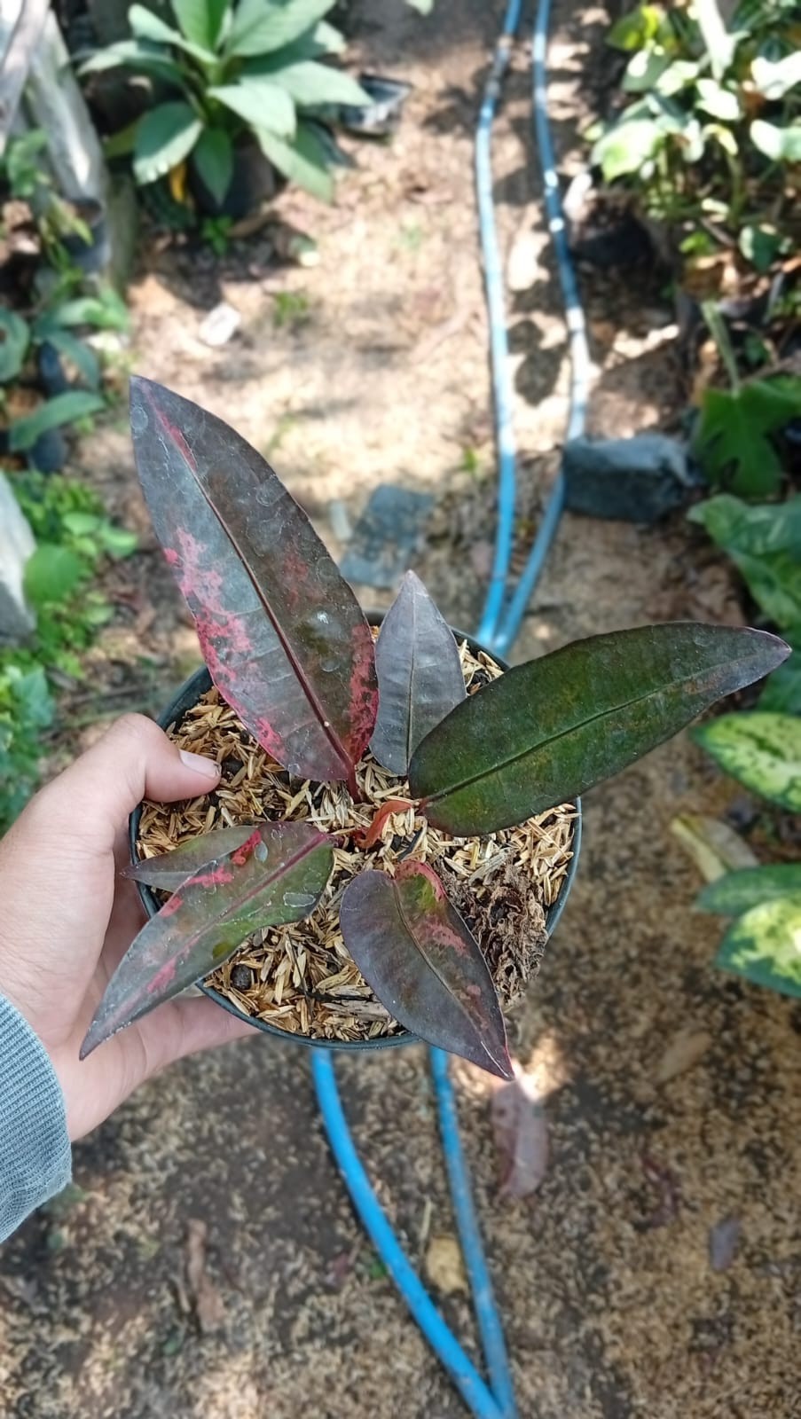 Real Picture Anthurium Hookery Black Velvet Variegated