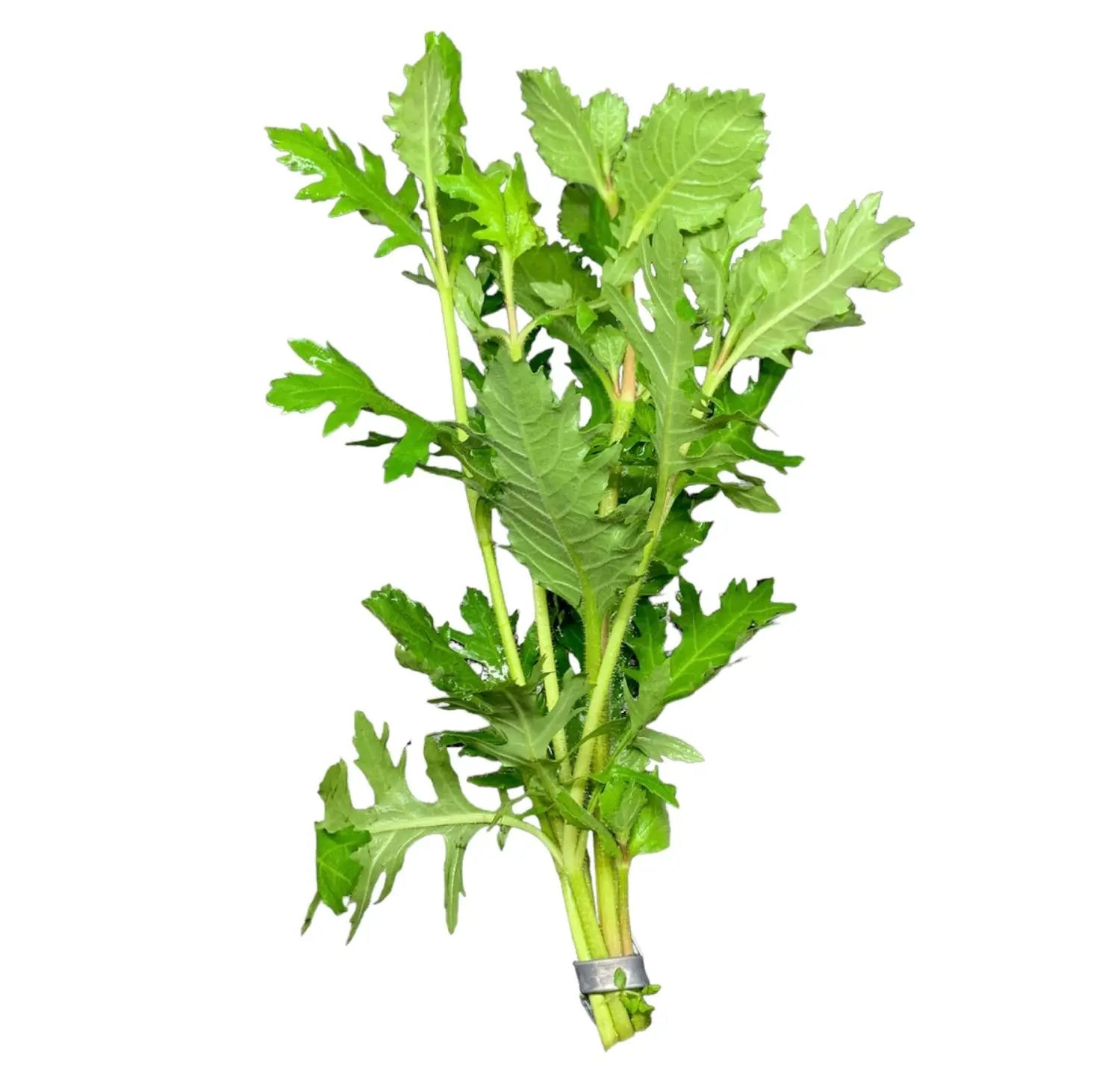Water Wisteria (Hygrophila difformis) | Buy3Get1Free | Live Aquatic Plants