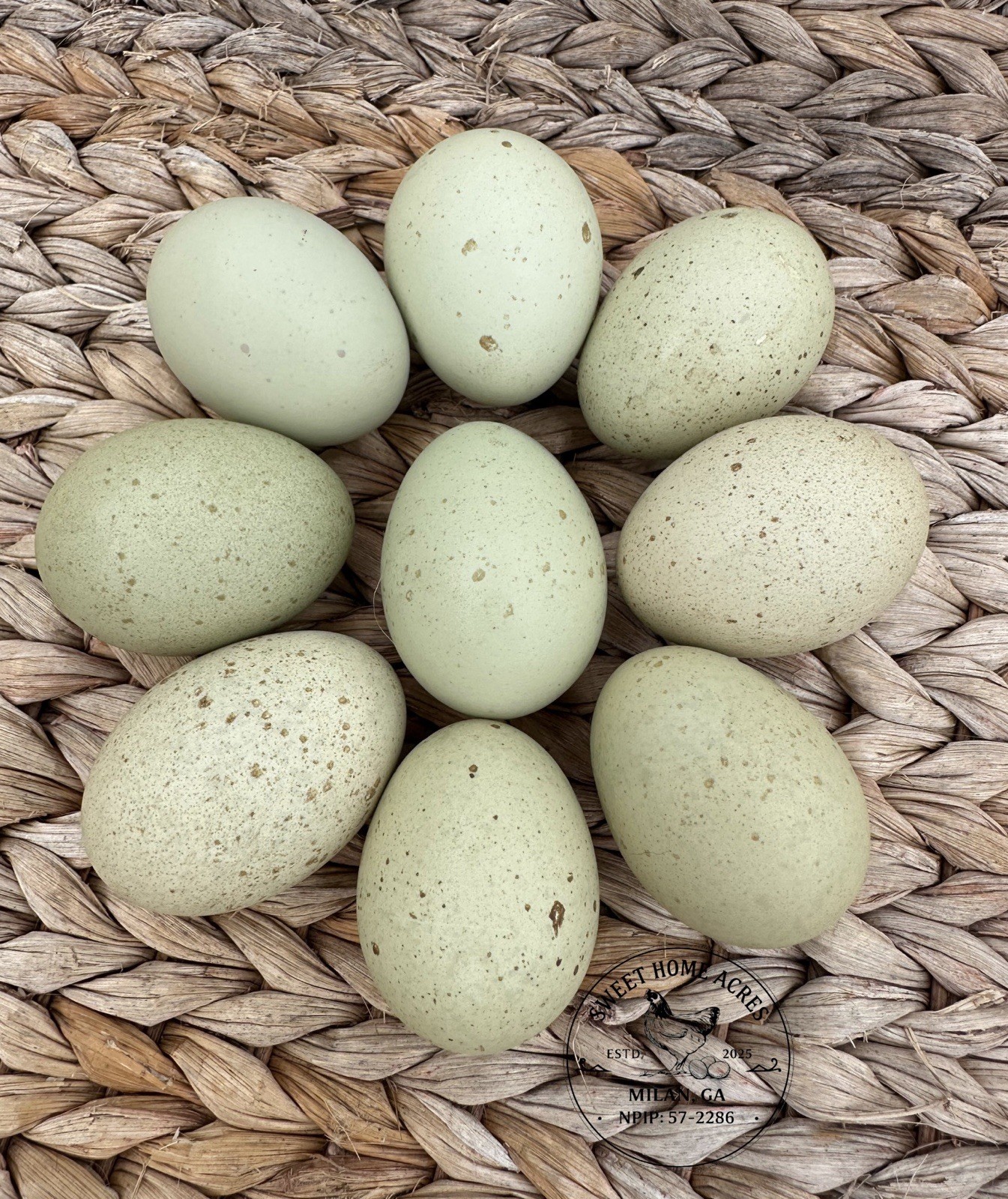 6 + 2 Extra Silverudd Blue Hatching Eggs (Blue, Black, Splash Birds) NPIP. 