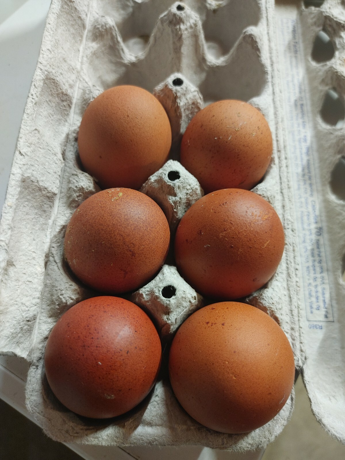 6+ French Black Copper Maran FBCM chickens fertile hatching eggs FAST SHIPPING
