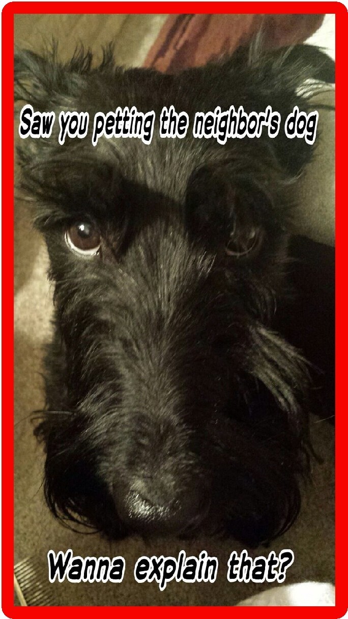 Funny Scottish Terrier Dogs Food Plate Refrigerator / Tool Box Magnet